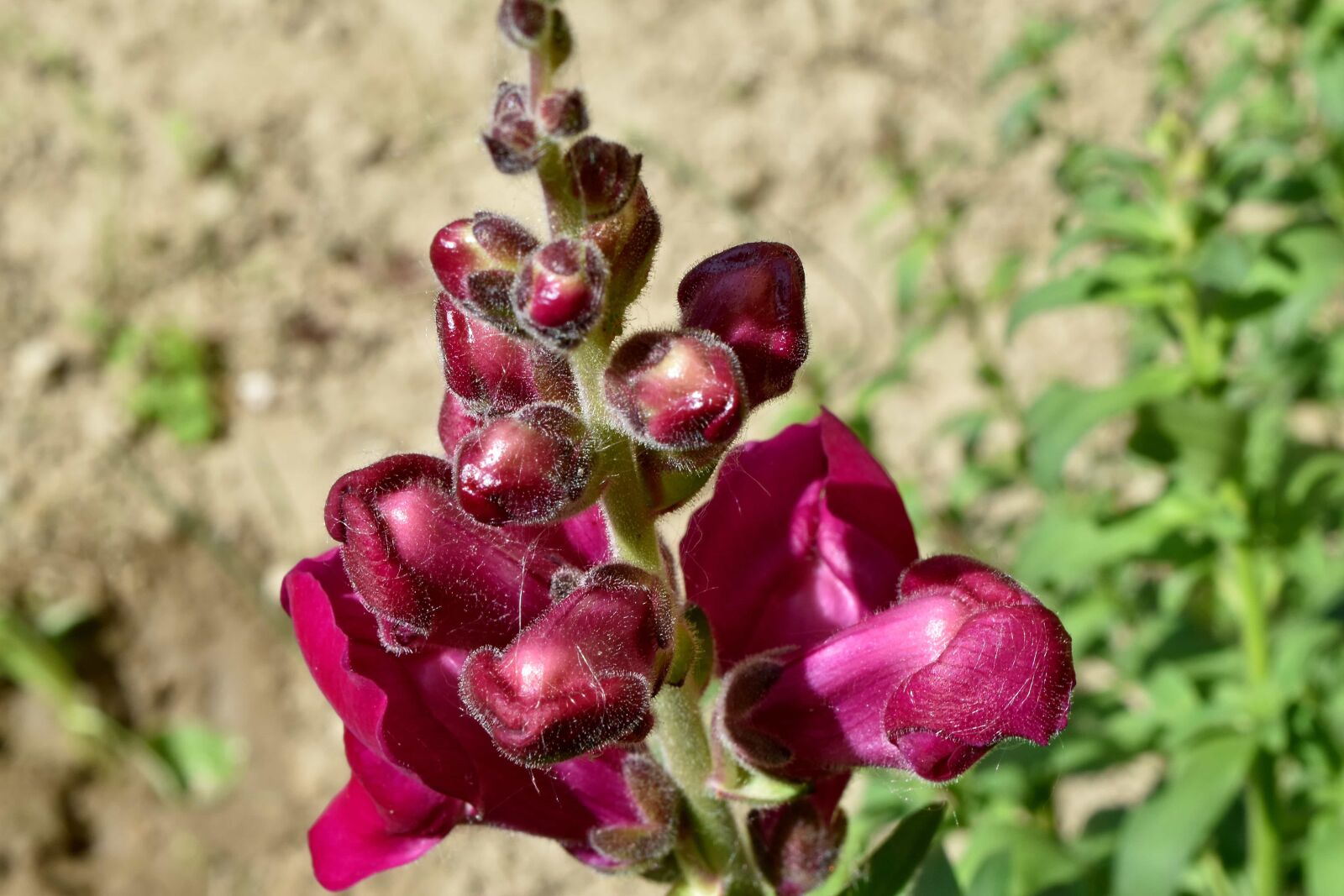 Nikon D5500 sample photo. Wildflower, flower, nature, flora photography