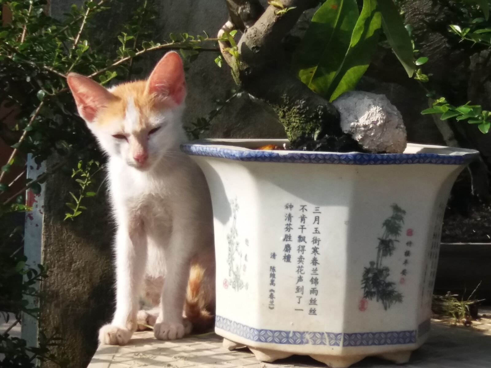Samsung Galaxy J5 sample photo. Cat photography
