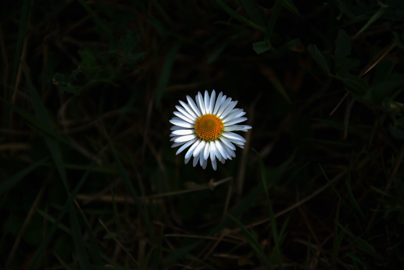 Nikon D60 sample photo. Flowers, shadow, yellow photography