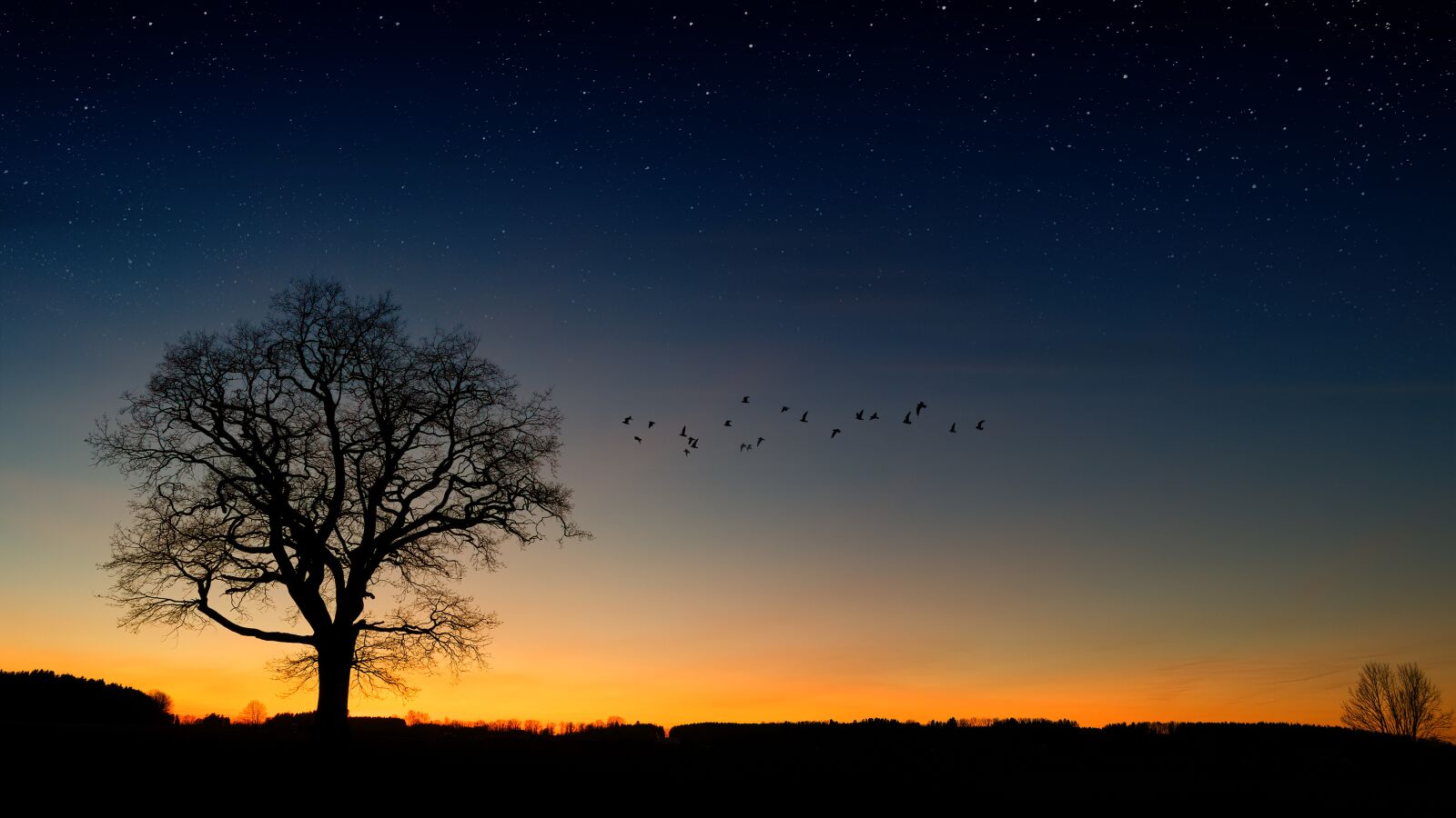 Sony 28-75mm F2.8 SAM sample photo. Tree, evening sky, birds photography