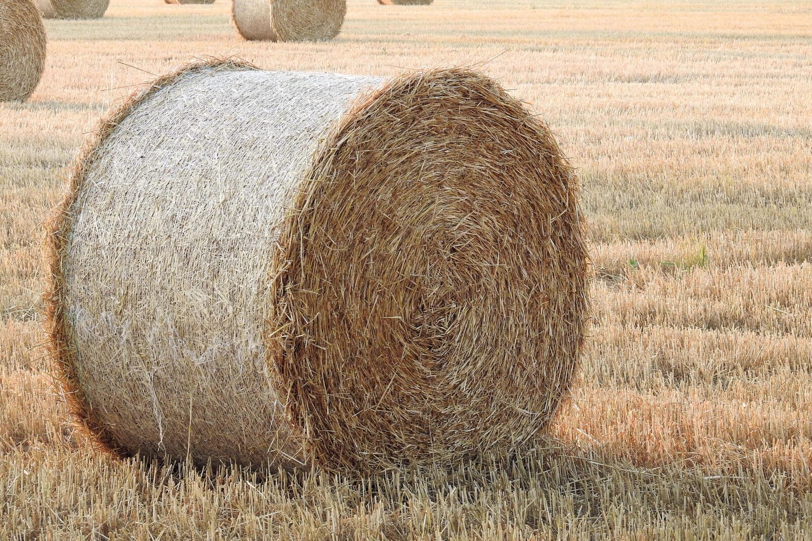 Nikon Coolpix P900 sample photo. Straw bales, stubble, summer photography