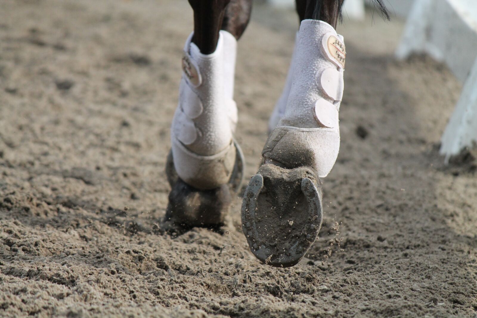 Canon EOS 1100D (EOS Rebel T3 / EOS Kiss X50) sample photo. Horses, need, rijbak photography