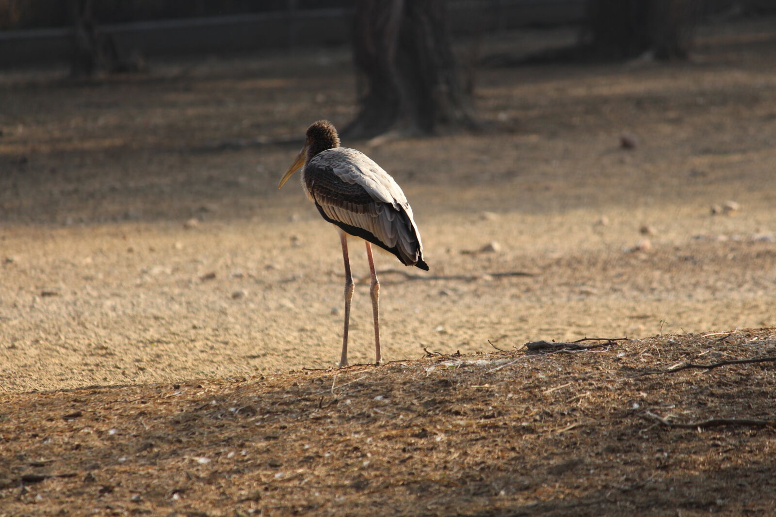 Canon EOS 700D (EOS Rebel T5i / EOS Kiss X7i) sample photo