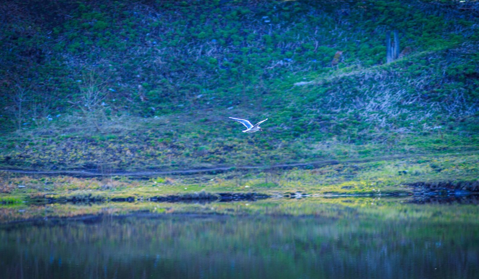 Canon EOS 4000D (EOS Rebel T100 / EOS 3000D) sample photo. Bird, seagull, flight photography