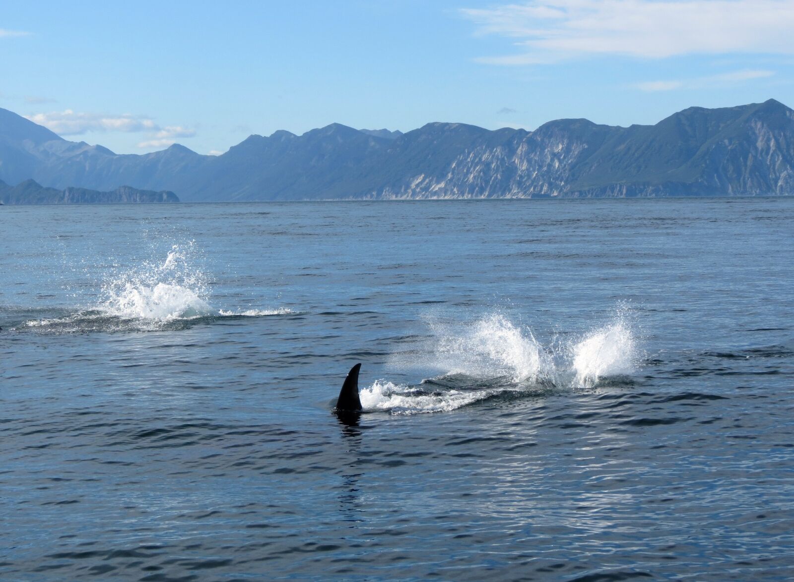 Canon PowerShot SX40 HS sample photo. Orcas, fish, ocean photography