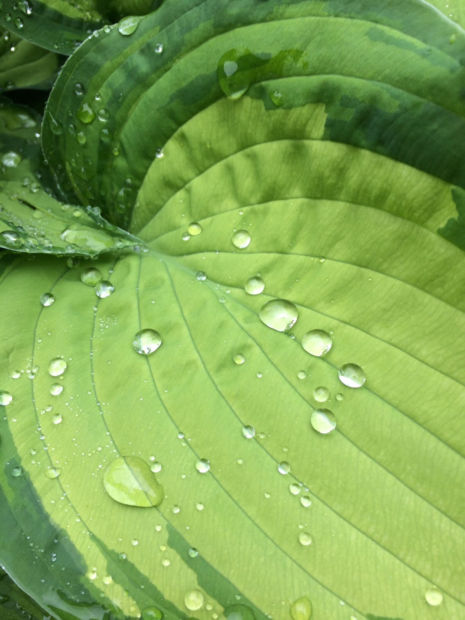 iPhone 5s back camera 4.15mm f/2.2 sample photo. Hosta, water, droplets photography