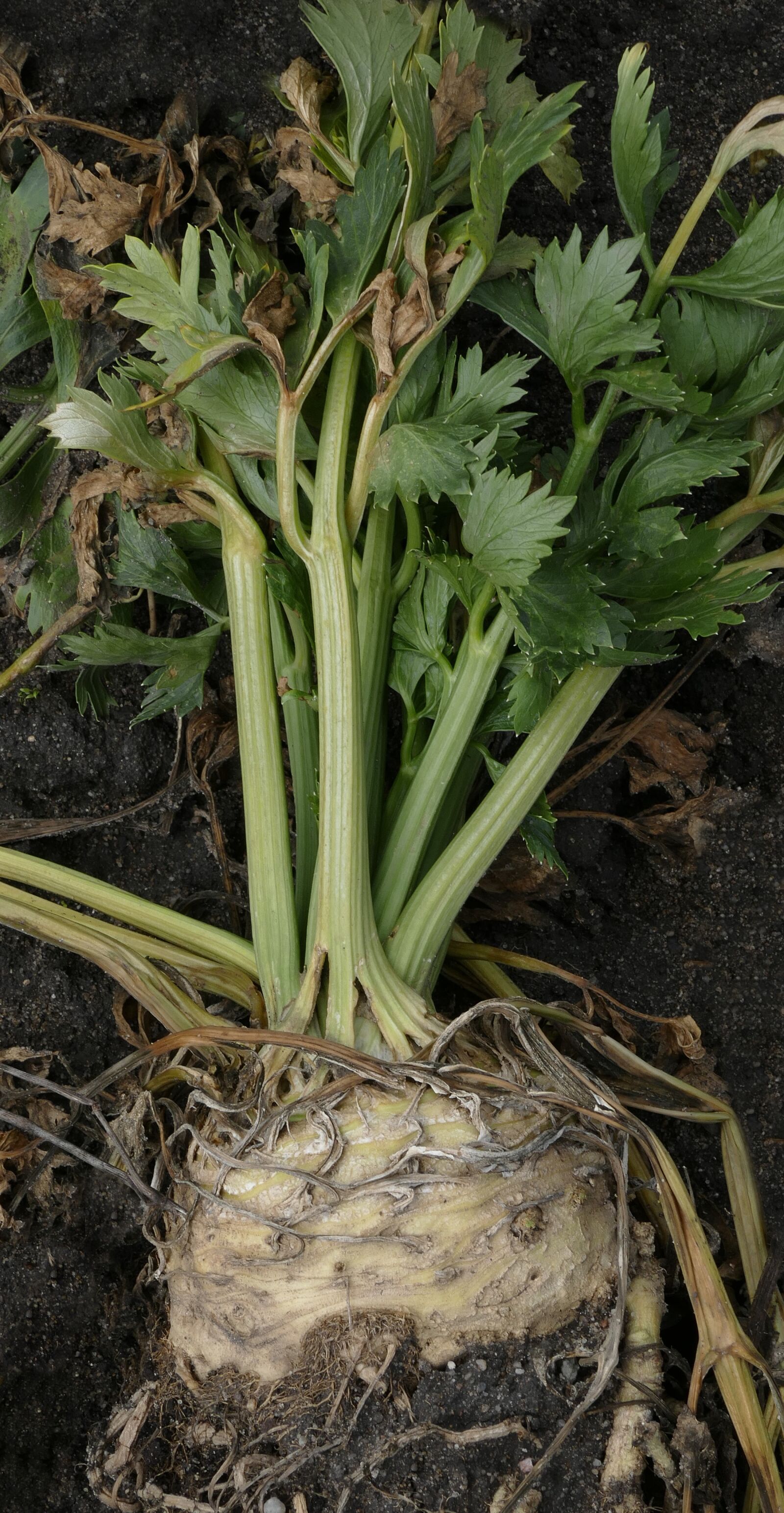 Panasonic Lumix DMC-FZ1000 sample photo. Celery, root, celery tuber photography