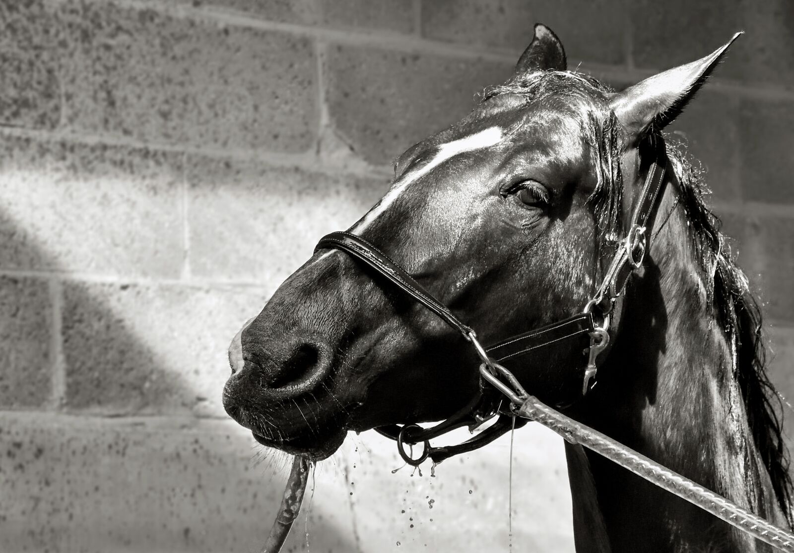 Nikon D500 sample photo. Horse, wet, water photography