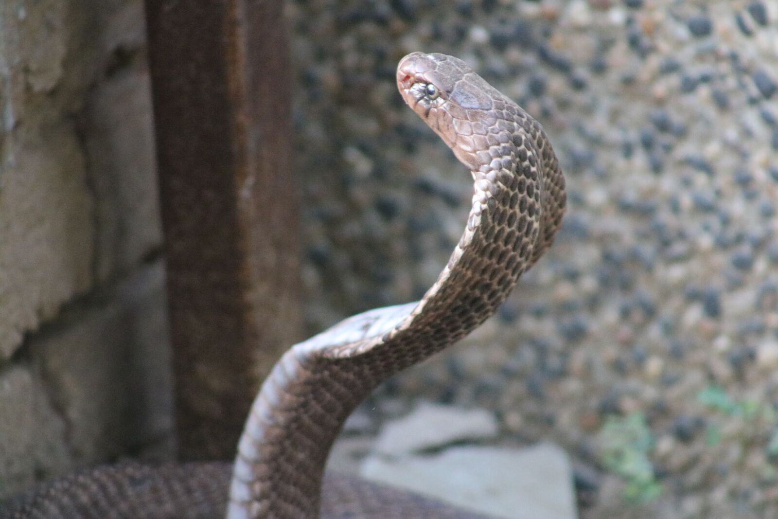 Canon EOS 750D (EOS Rebel T6i / EOS Kiss X8i) sample photo. Snake, reptile, animal photography