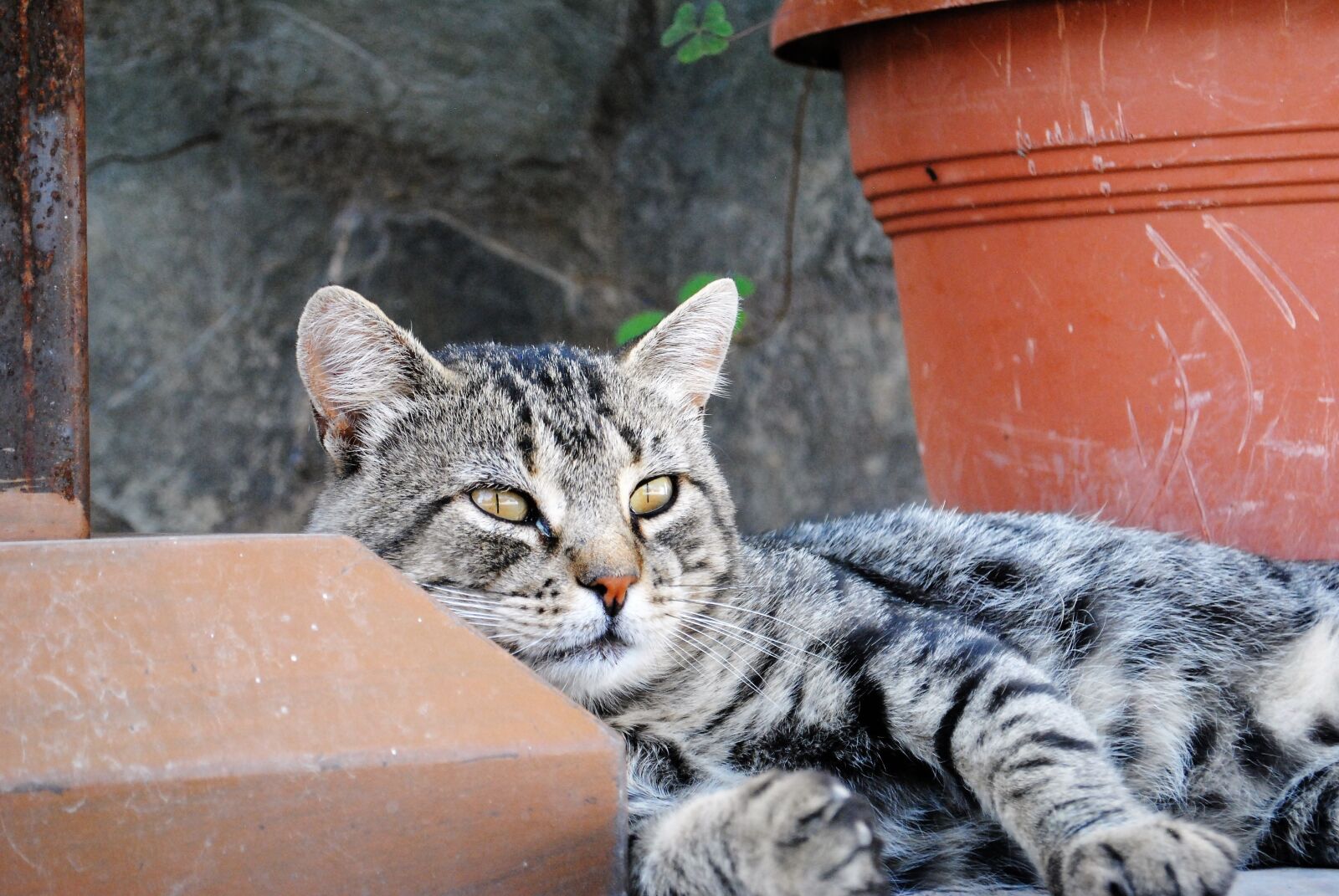 Nikon D3000 sample photo. Animals, peace, nature photography