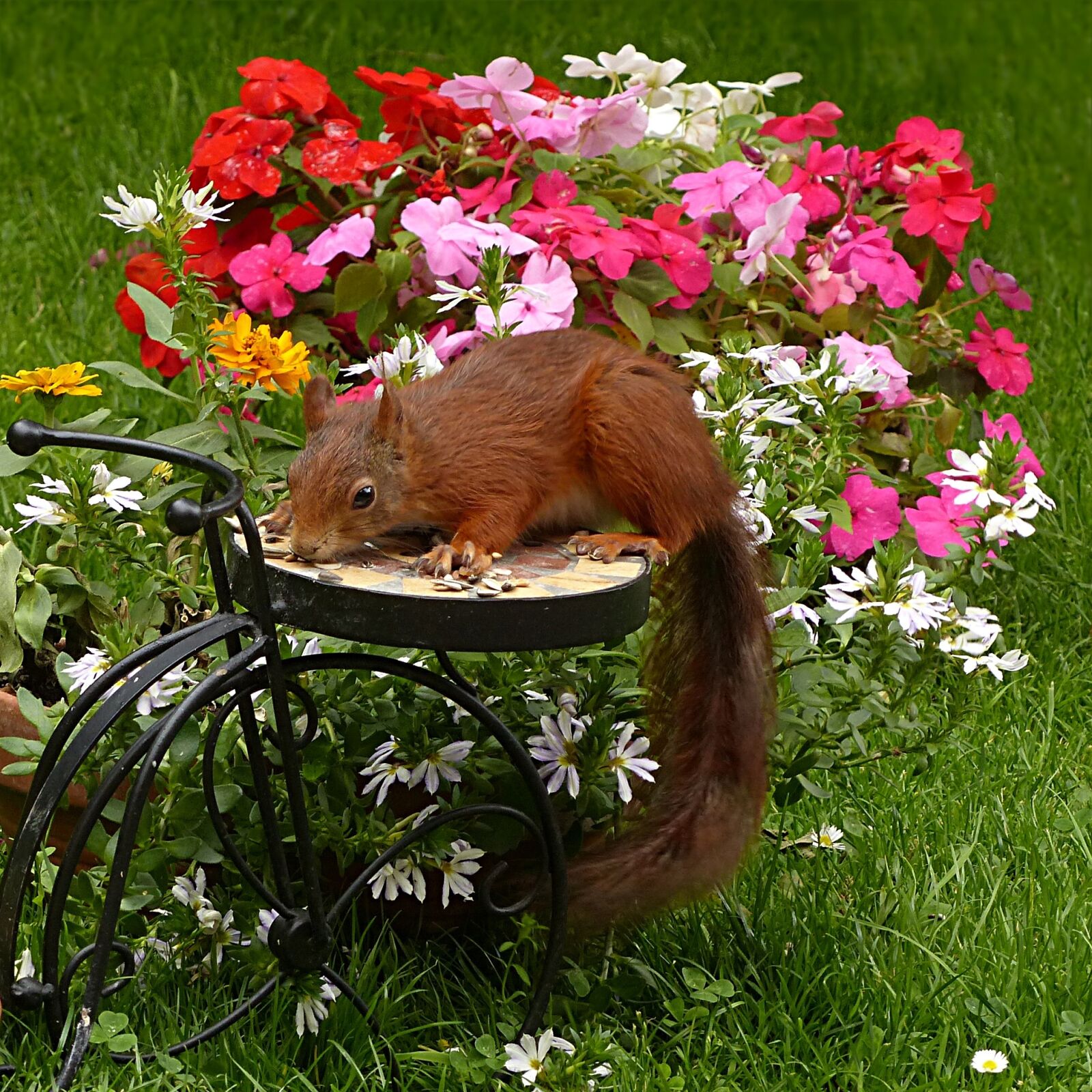 Panasonic Lumix DMC-FZ200 sample photo. Mammal, squirrel, sciurus vulgaris photography