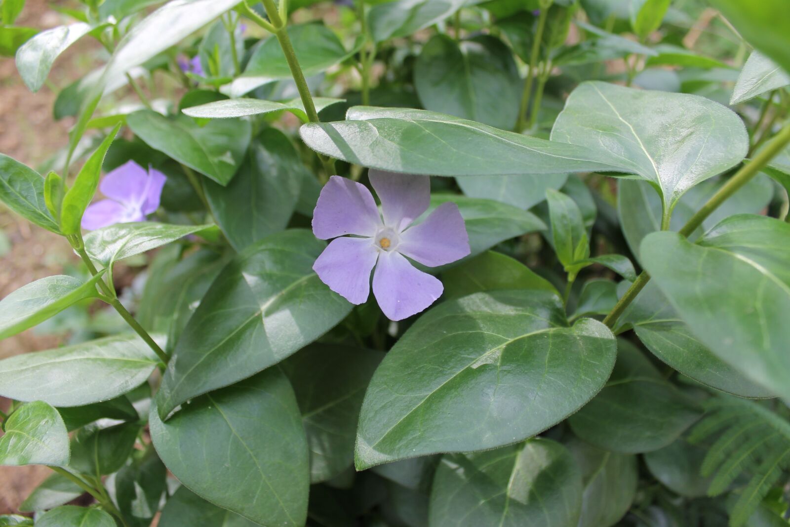 Canon EOS 1100D (EOS Rebel T3 / EOS Kiss X50) sample photo. Plant, flower, flowers photography