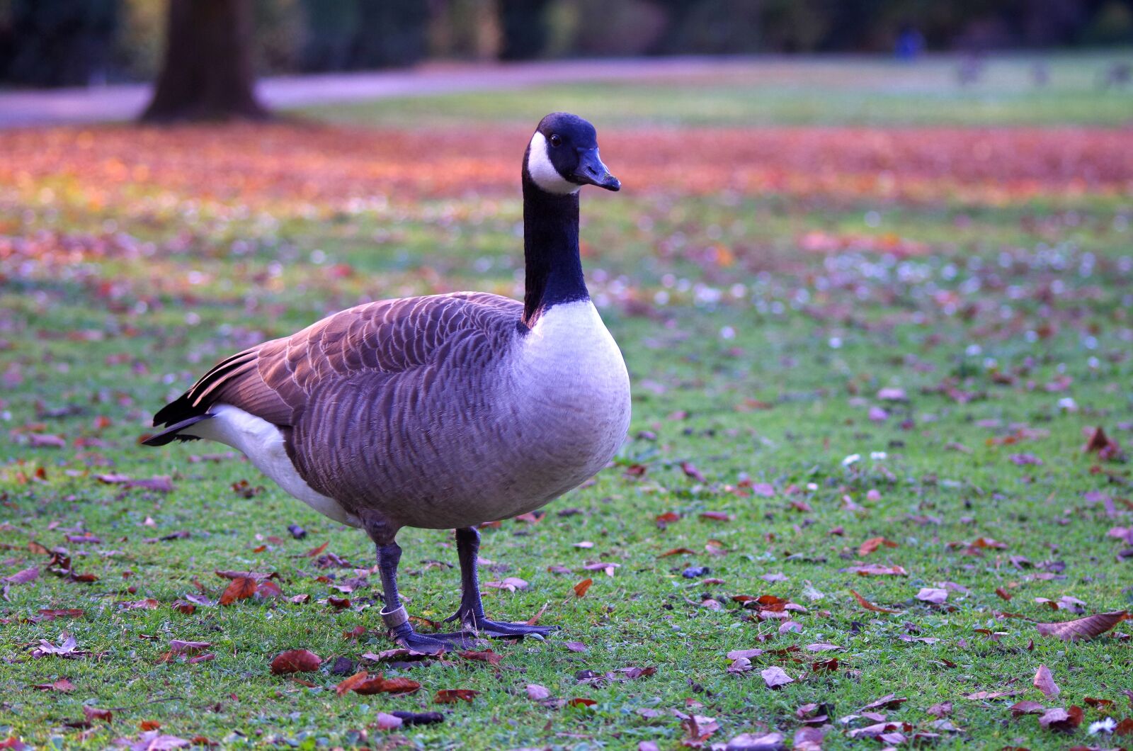 Pentax K-30 sample photo. Canada goose, goose, meadow photography
