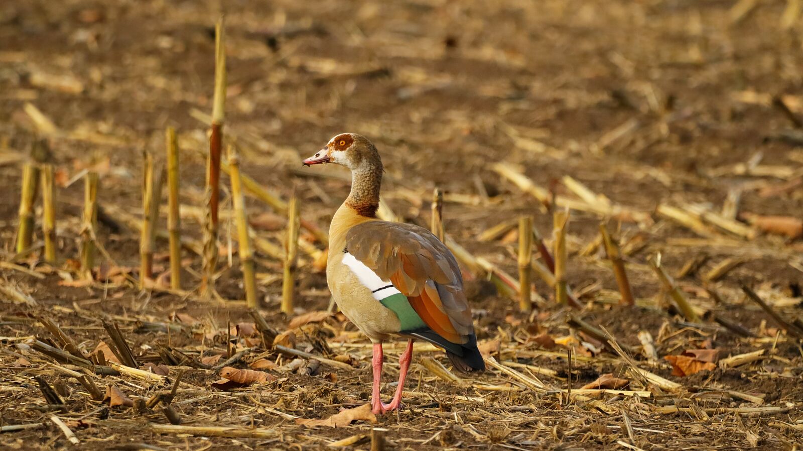 150-600mm F5-6.3 DG OS HSM | Contemporary 015 sample photo. Nilgans, wild goose, geese photography