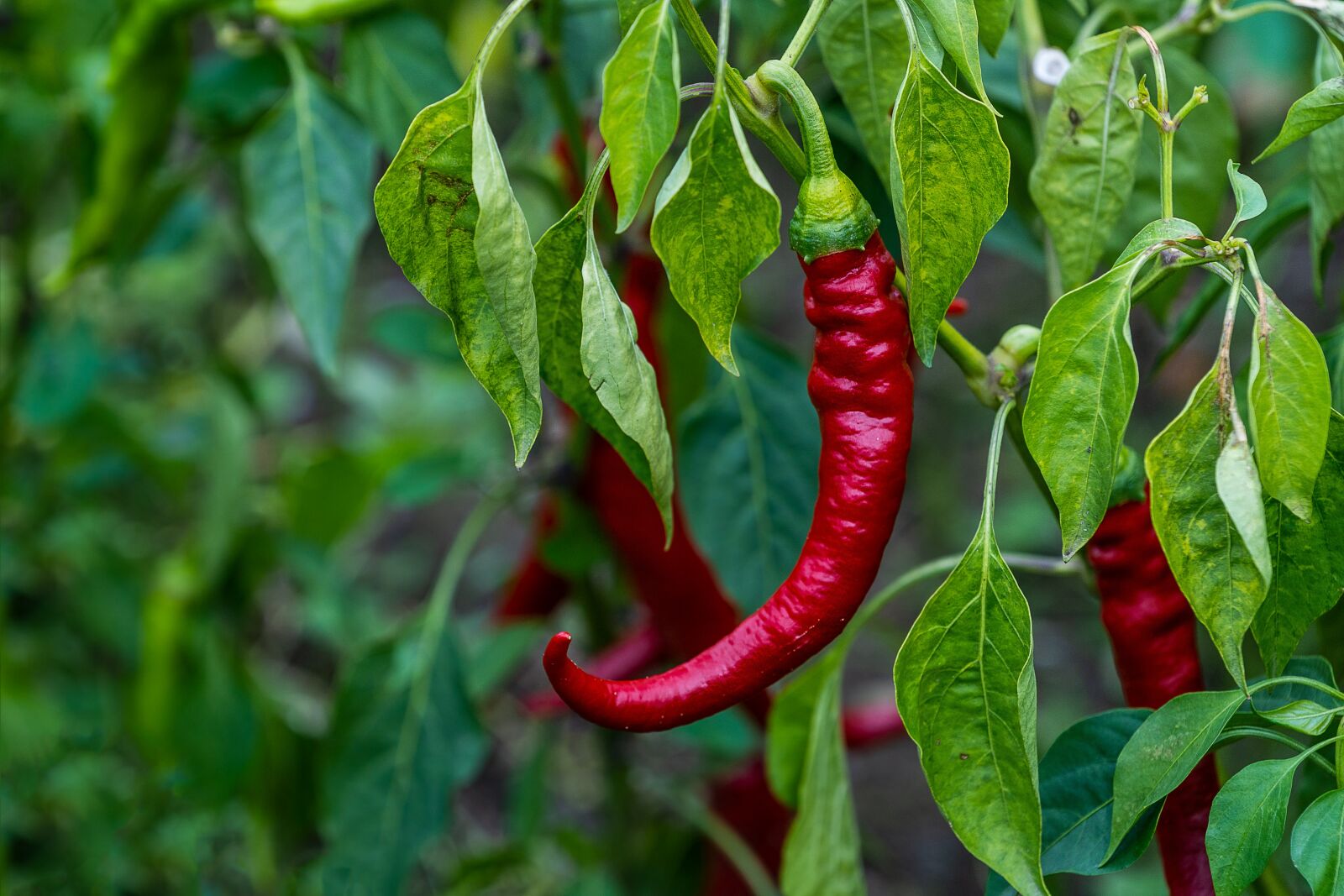 Sony a7 III + Sony FE 70-200mm F4 G OSS sample photo. Garden, pepperoni, red photography