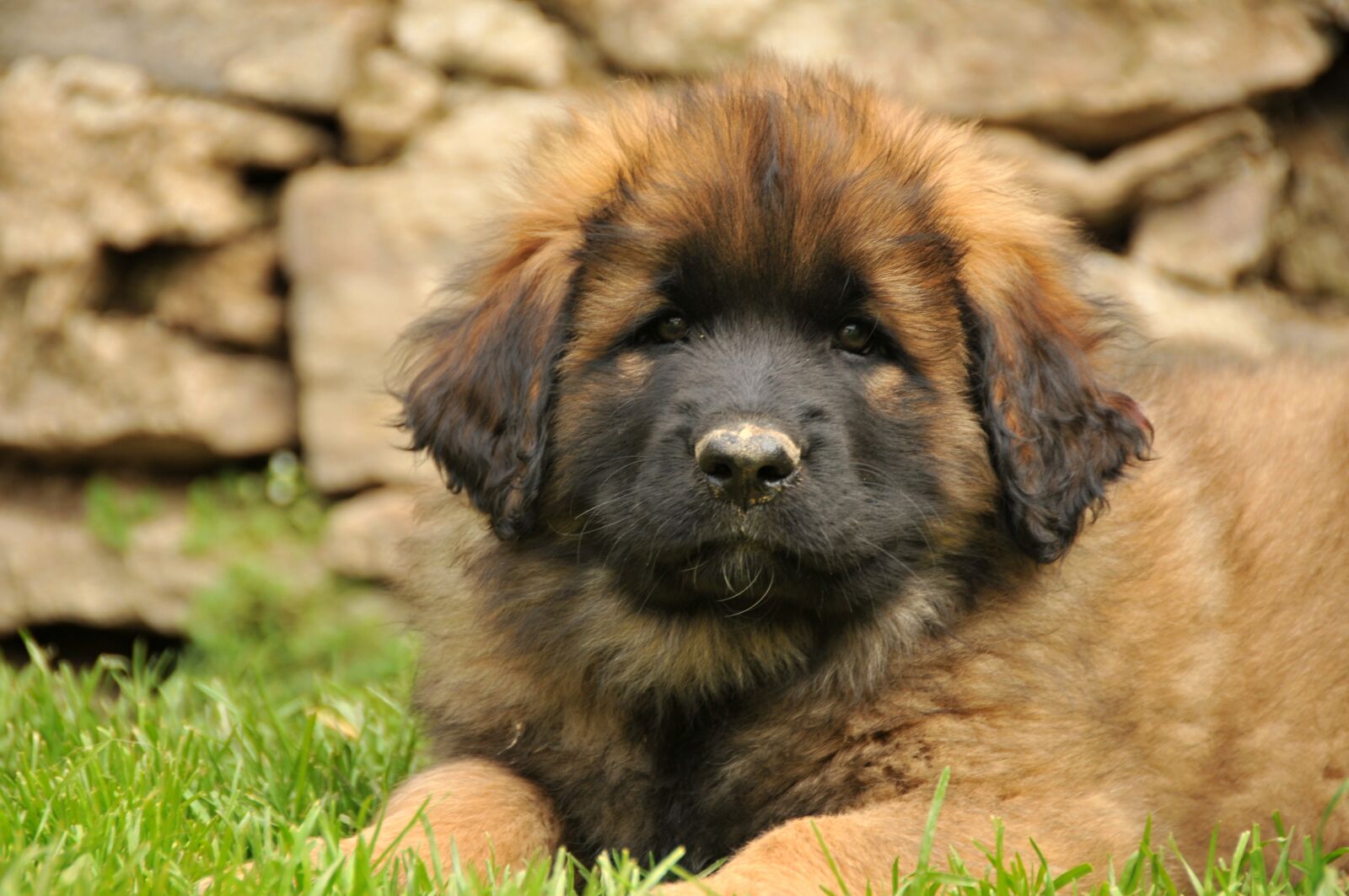 Nikon D300 sample photo. Leonberger, dog, puppy photography