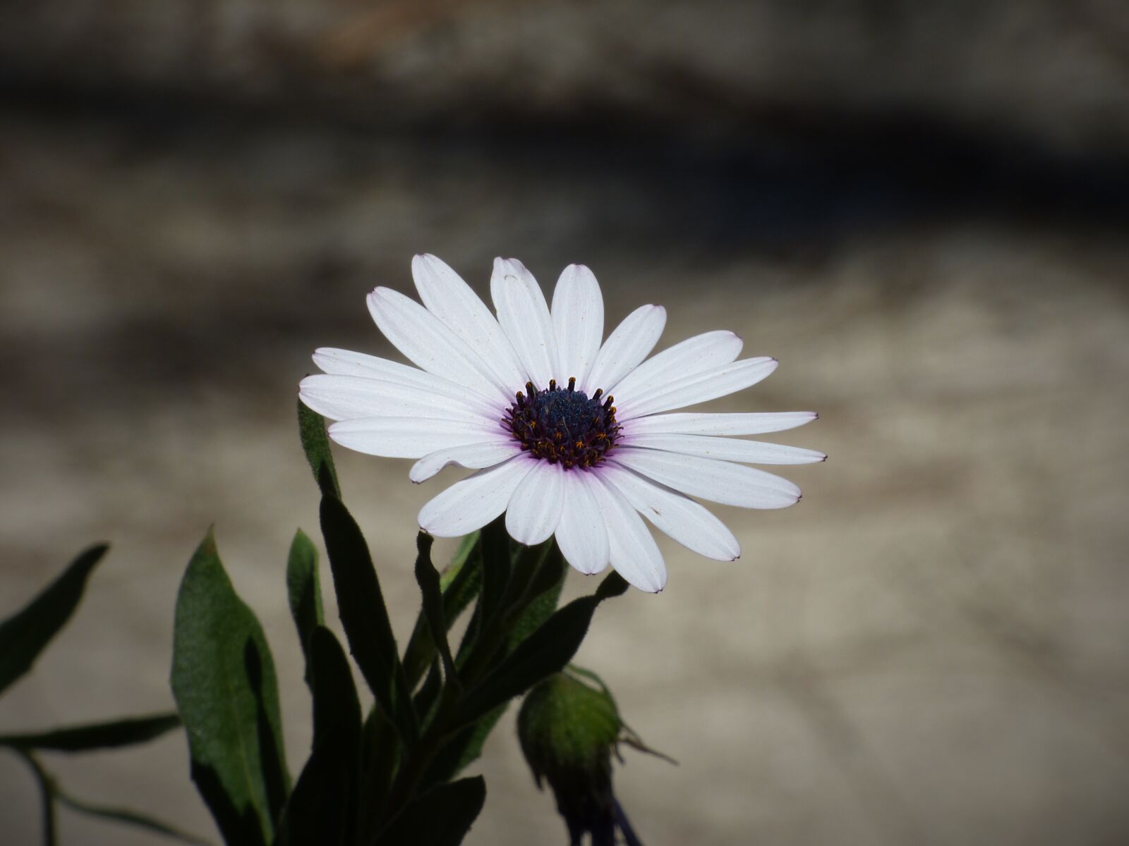 Panasonic Lumix DMC-FZ70 sample photo. Flower, petals, daisy photography