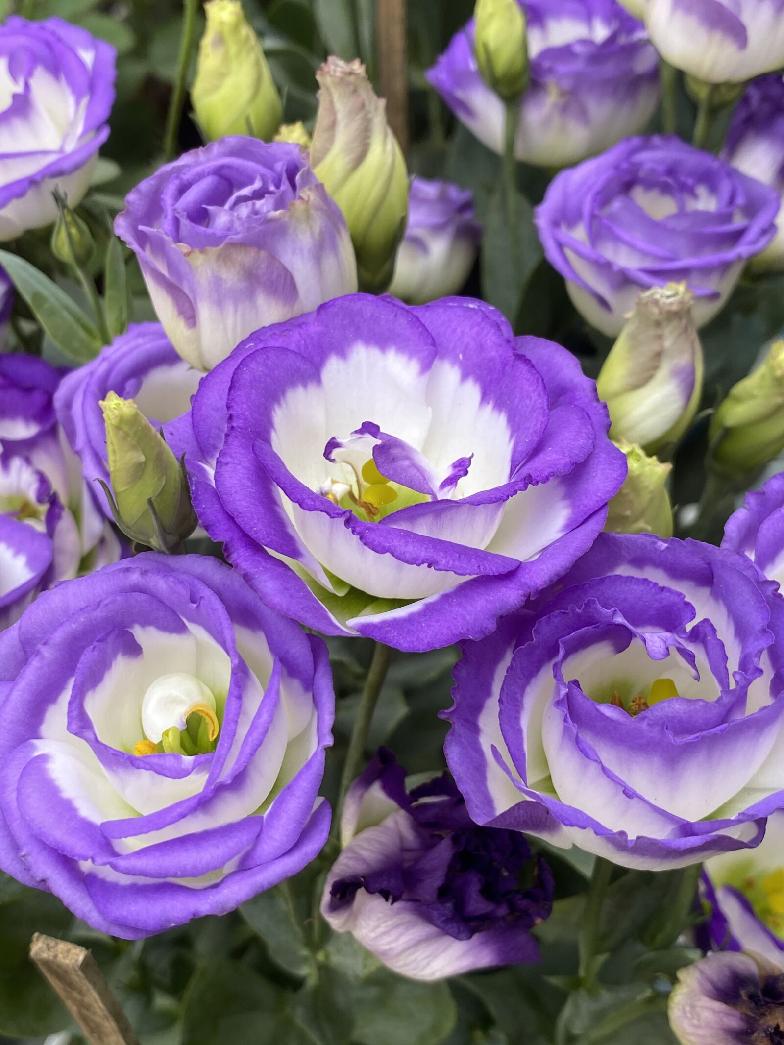 Apple iPhone 11 Pro Max sample photo. Flower, purple, flora photography