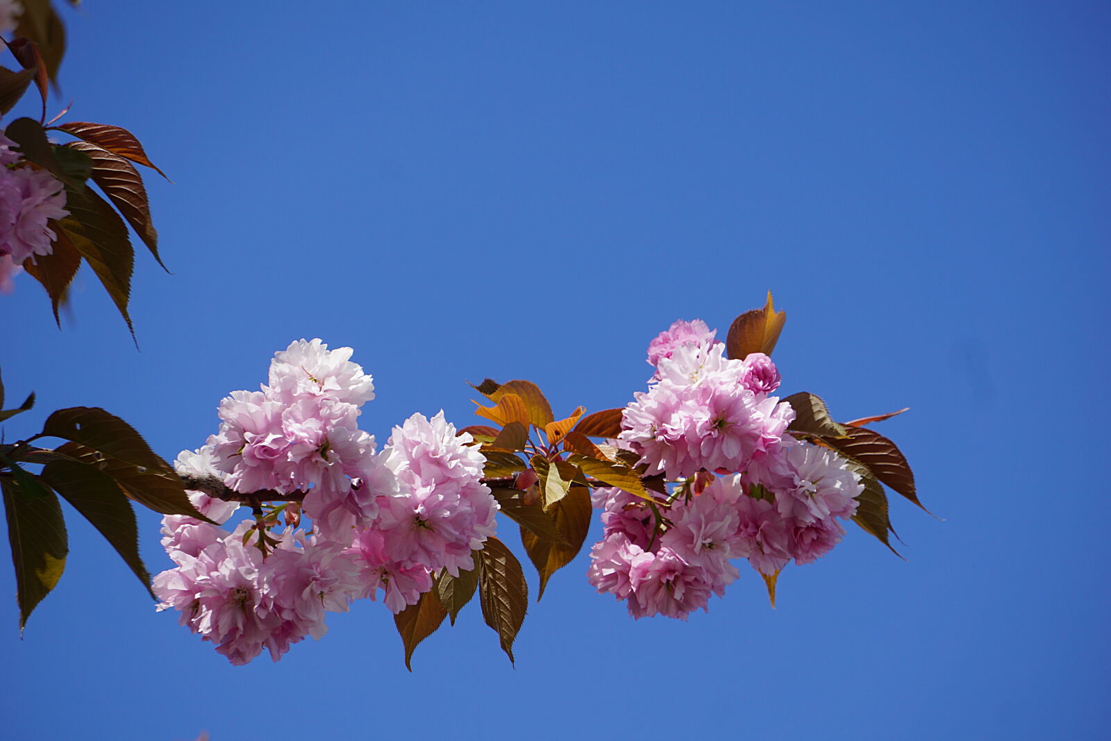 Sony a6000 sample photo. Arbre, botanique, cerisier, du photography