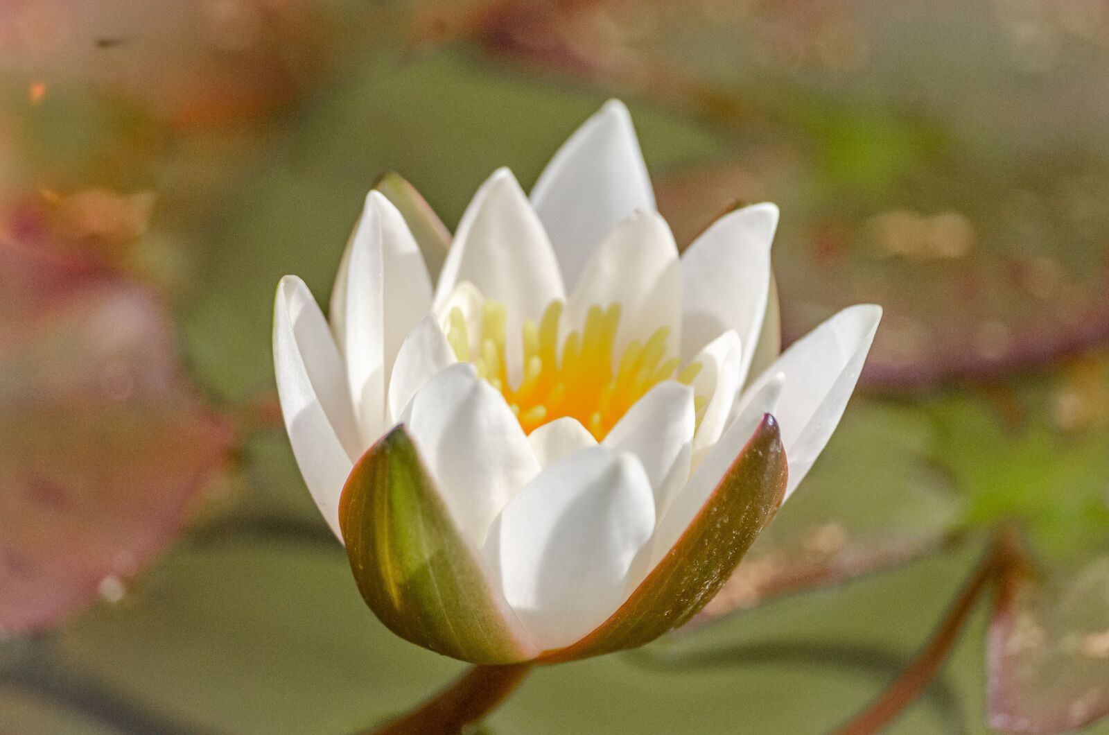 Nikon D7000 sample photo. Flower, lotus, pond photography