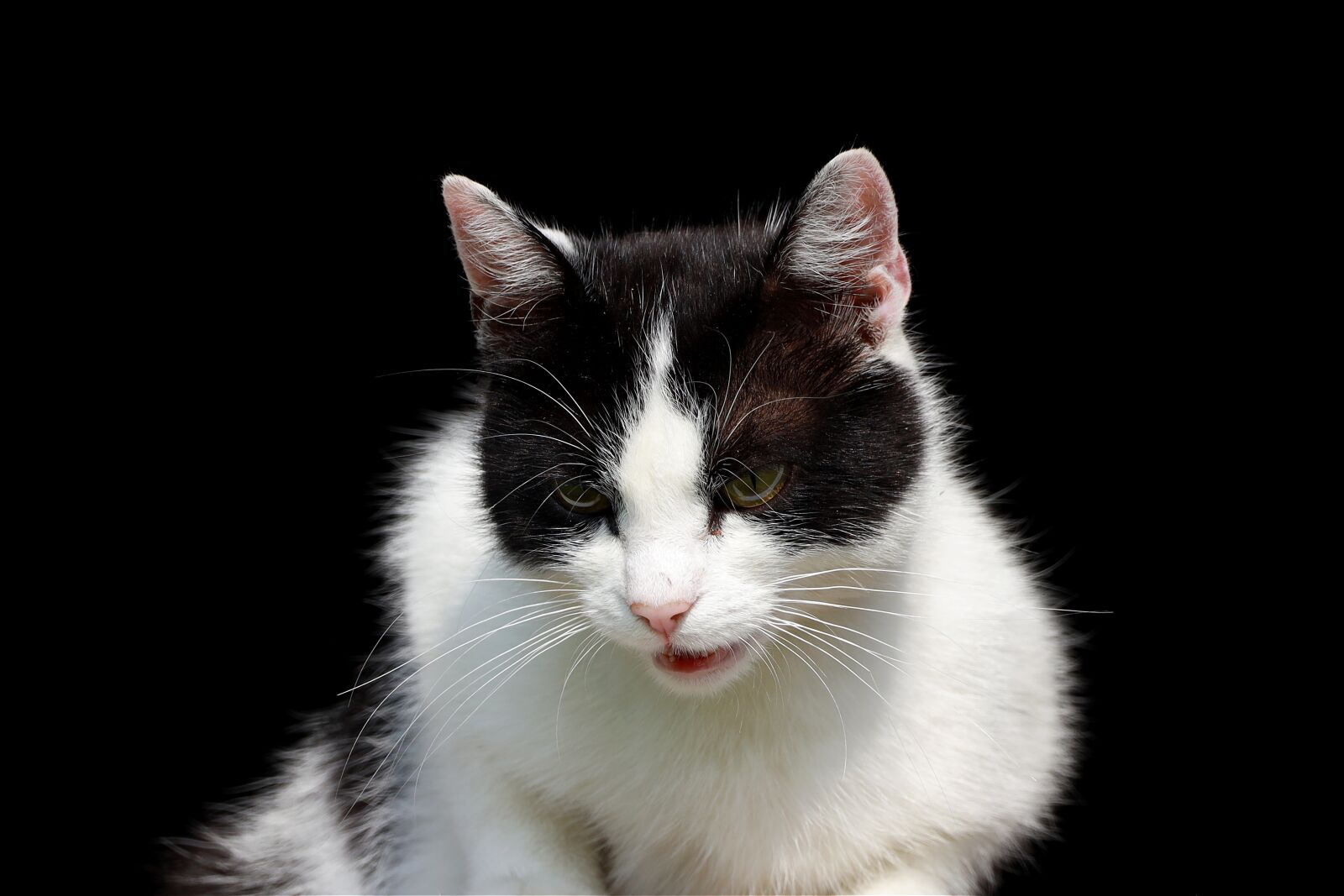 Canon EOS R sample photo. Cat, domestic cat, pet photography