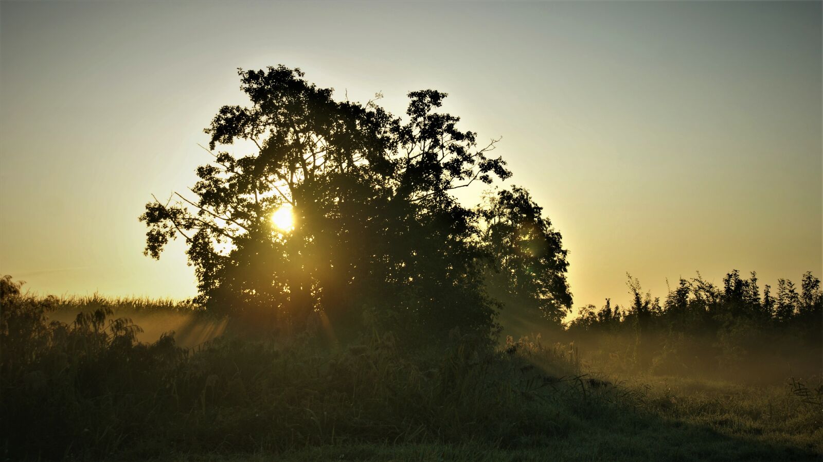 Sony Alpha DSLR-A350 sample photo. Tree, sunrise, landscape photography