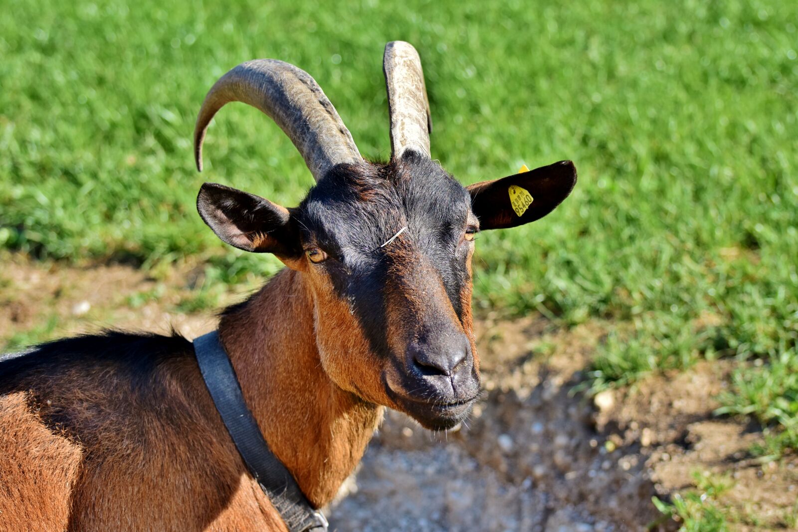 Nikon D7200 sample photo. Goat, billy goat, horns photography