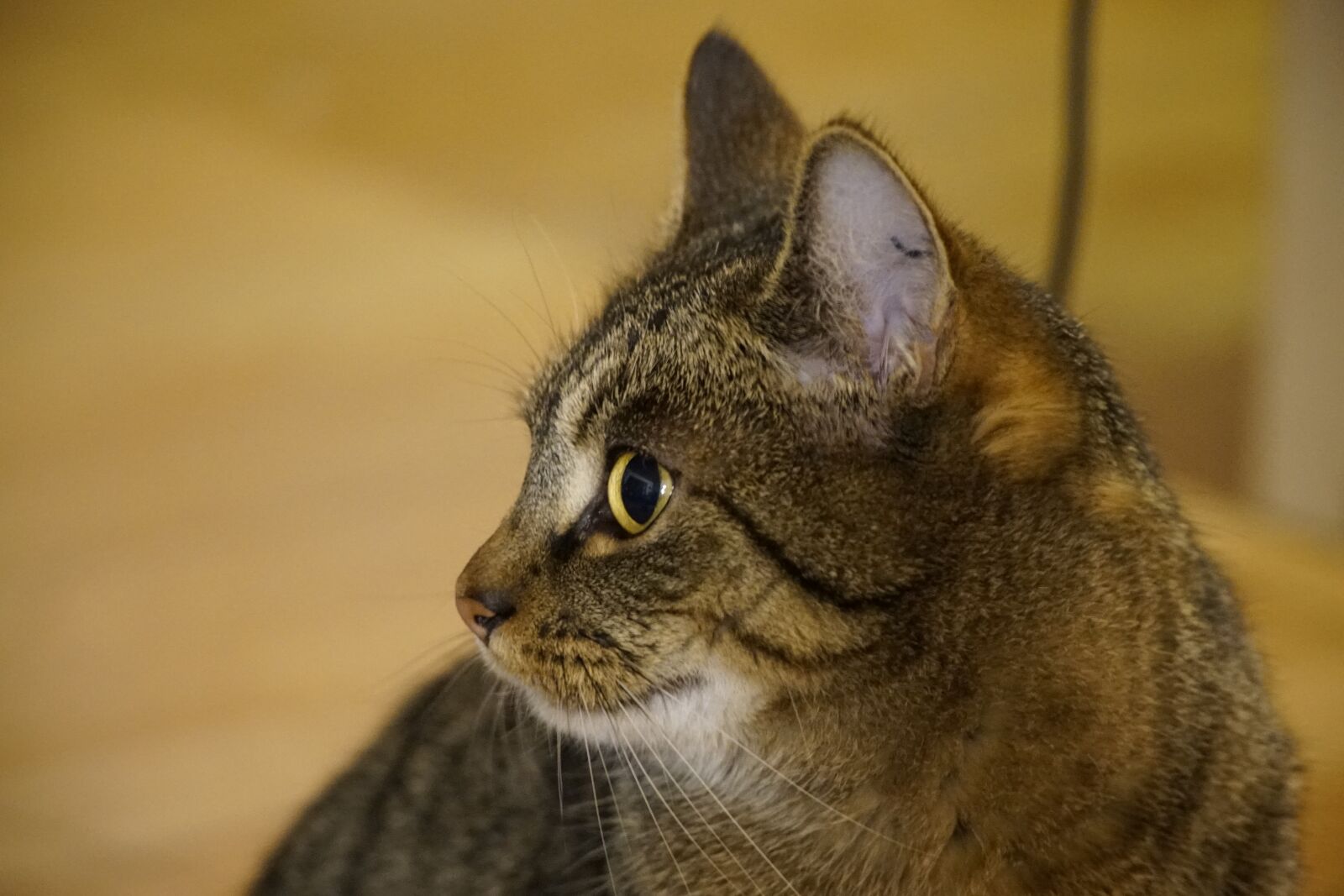 Sony a7R II + Sony E PZ 18-105mm F4 G OSS sample photo. Galadriel, cat, alert photography