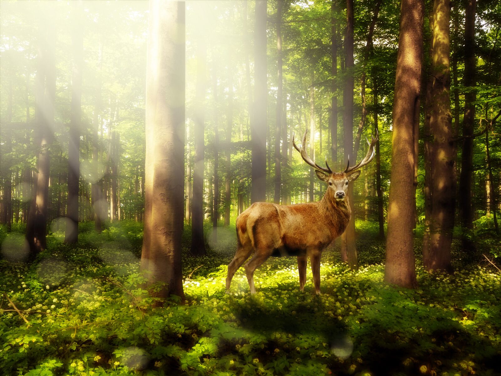 Olympus OM-D E-M10 sample photo. Magic forest, atmosphere, mystical photography
