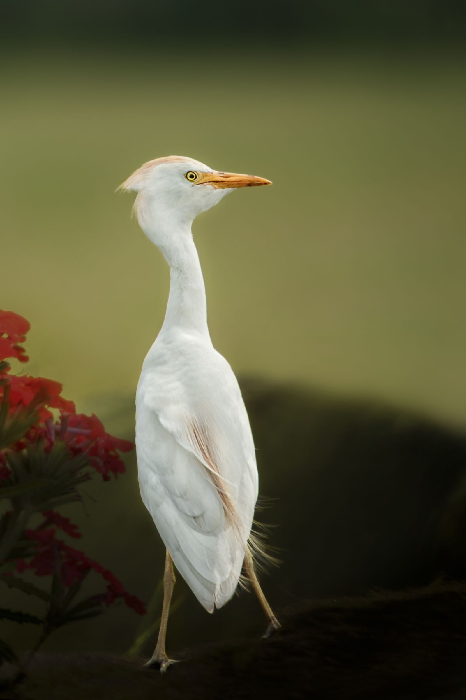 Nikon D3S sample photo. Bird, animal, cattle egret photography