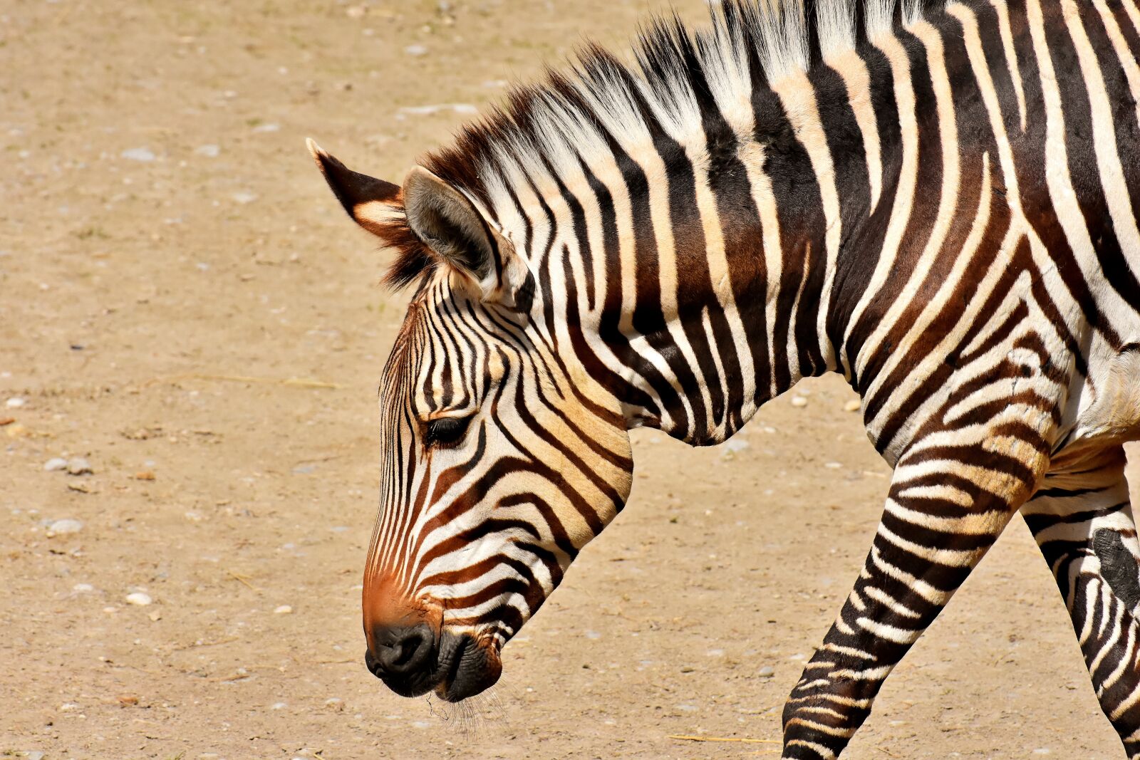 Nikon D7200 sample photo. Zebra, wild animal, zoo photography