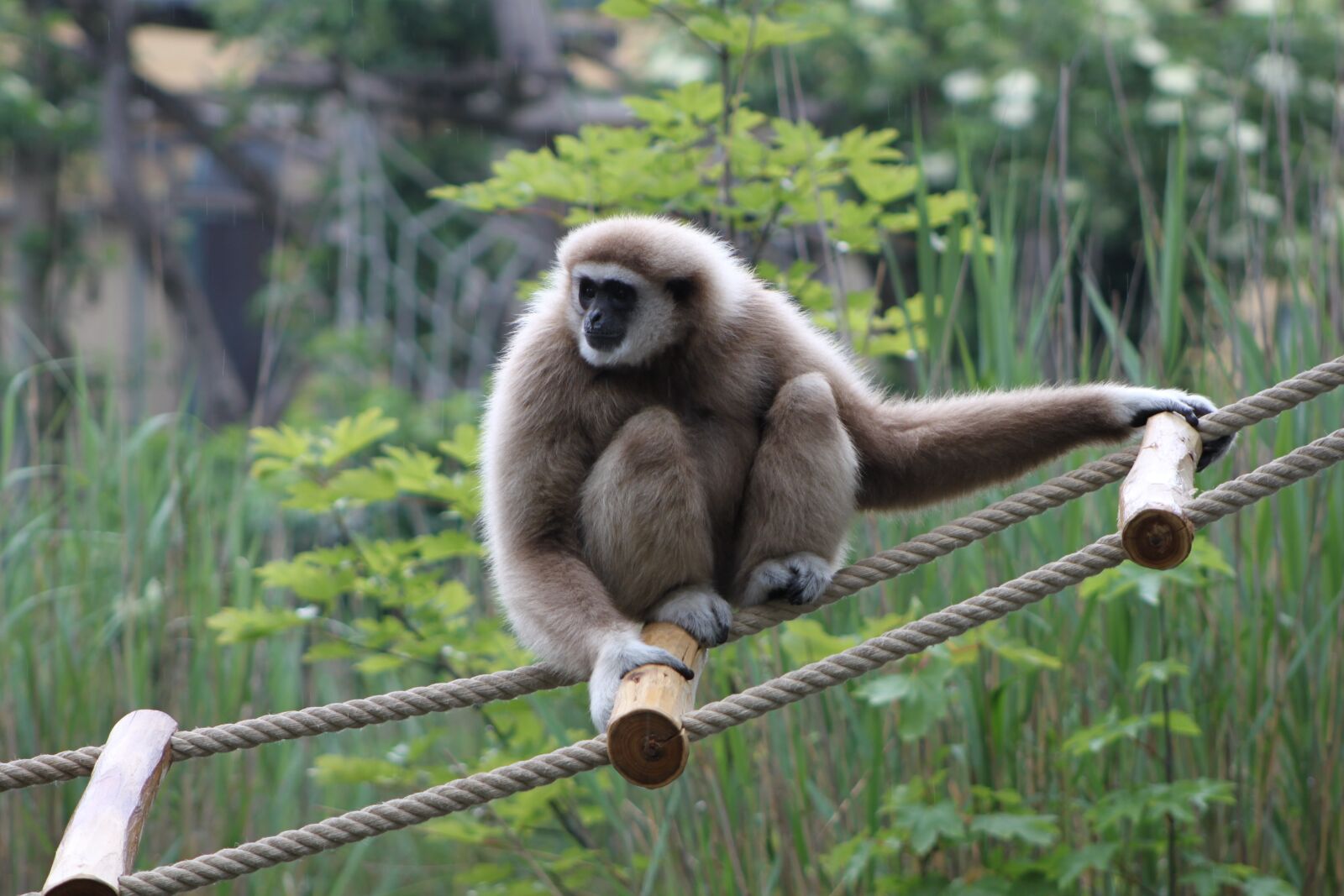 Canon EOS 500D (EOS Rebel T1i / EOS Kiss X3) sample photo. Gibbon, monkey, zoo photography