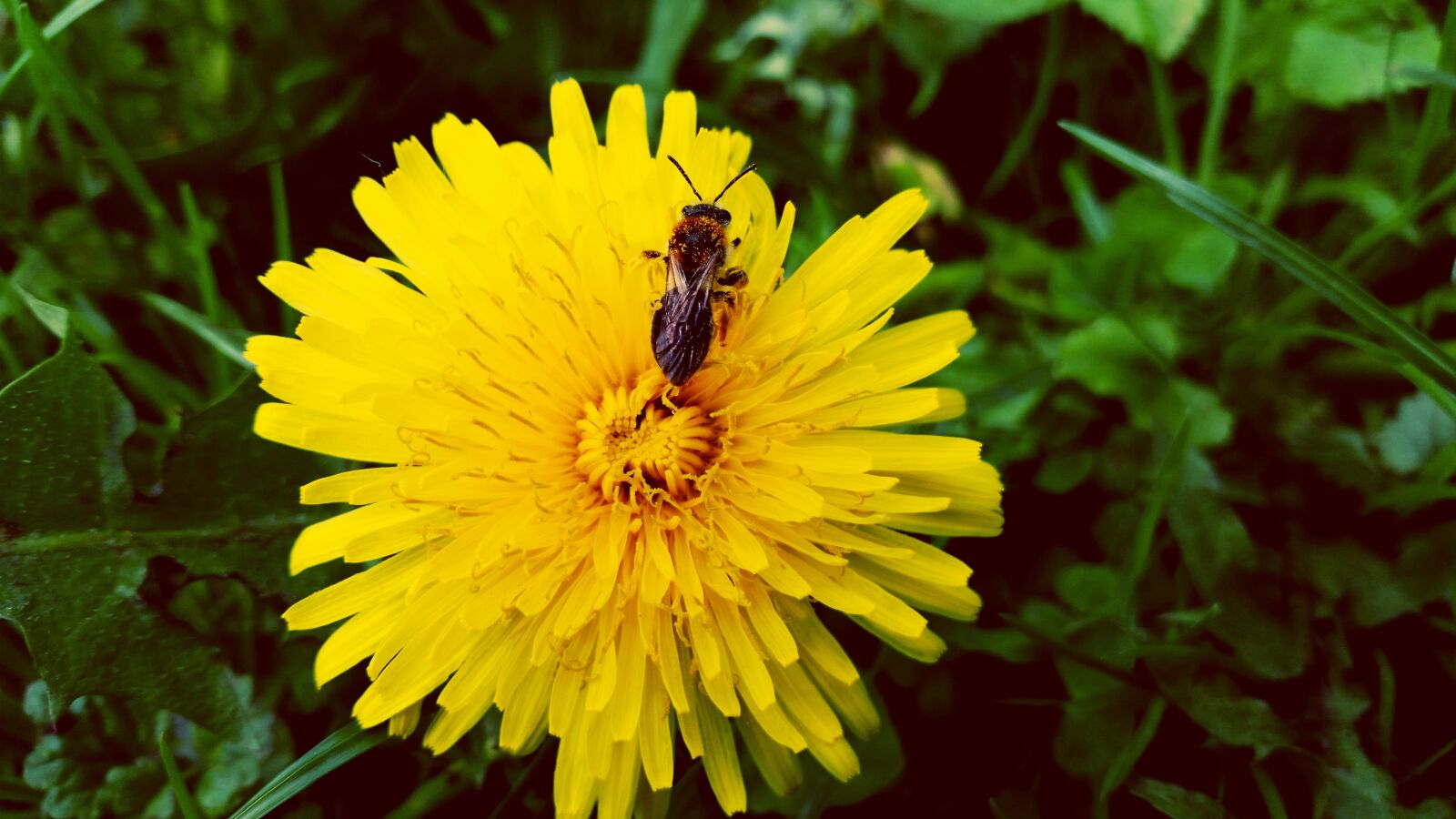 Samsung Galaxy S5 sample photo. Dandelion, insect, plant photography