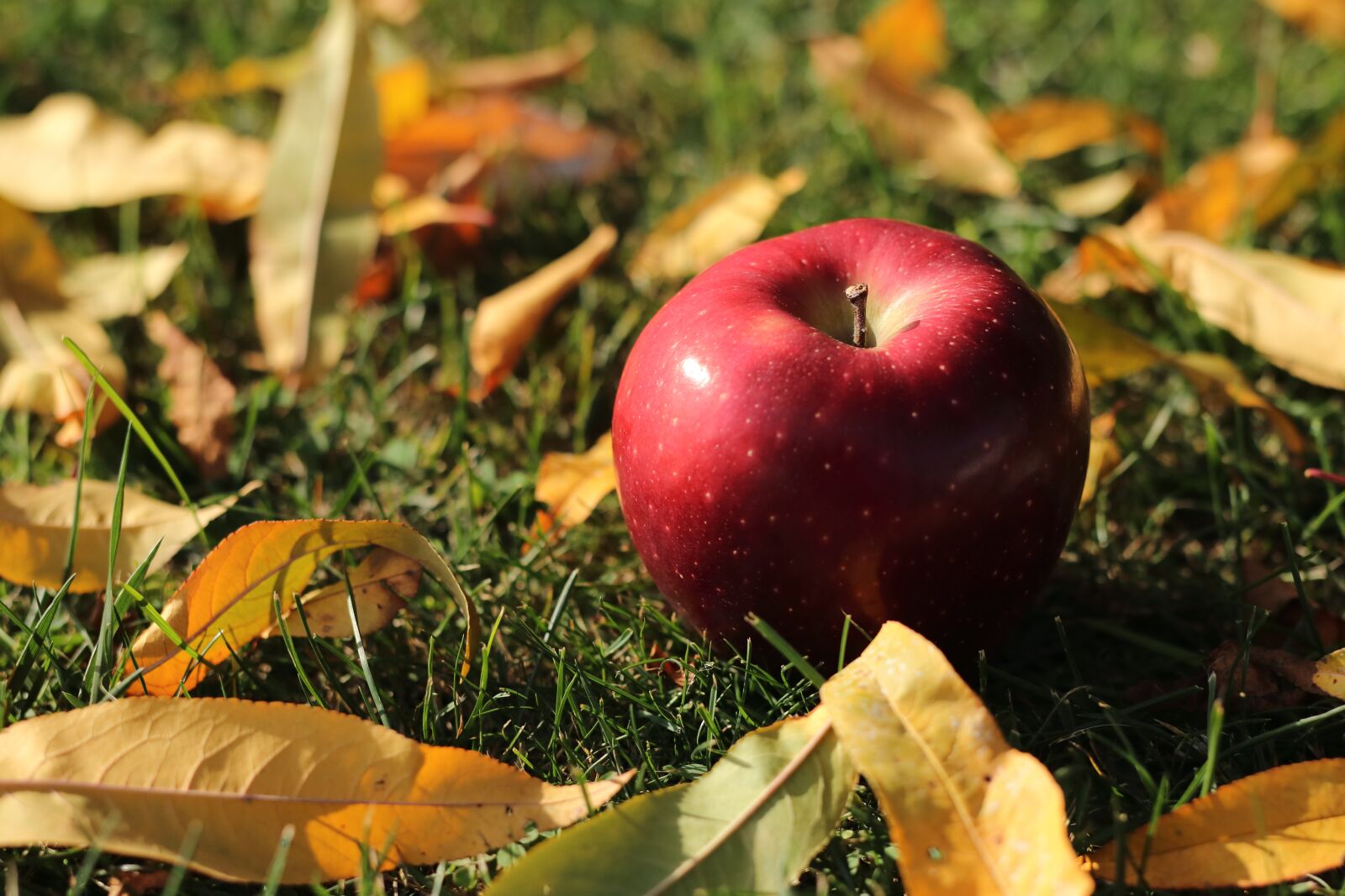 Canon EOS 77D (EOS 9000D / EOS 770D) sample photo. Apple, leaf, fruit photography