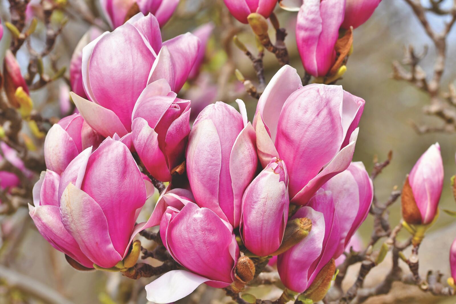 Nikon D7200 sample photo. Magnolia, magnolia tree, flowers photography