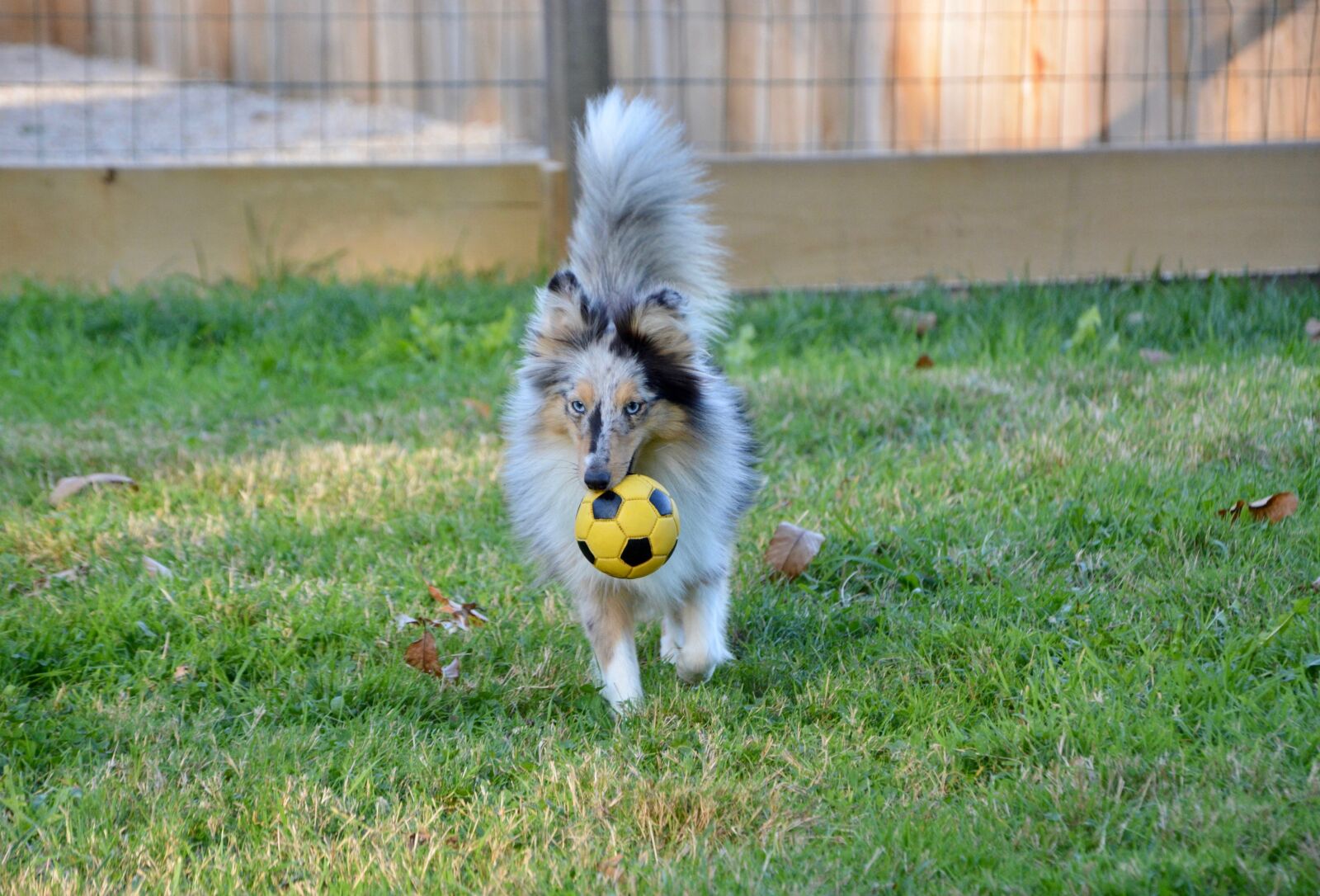 Nikon D5200 sample photo. Dog, bitch, bitch shetland photography
