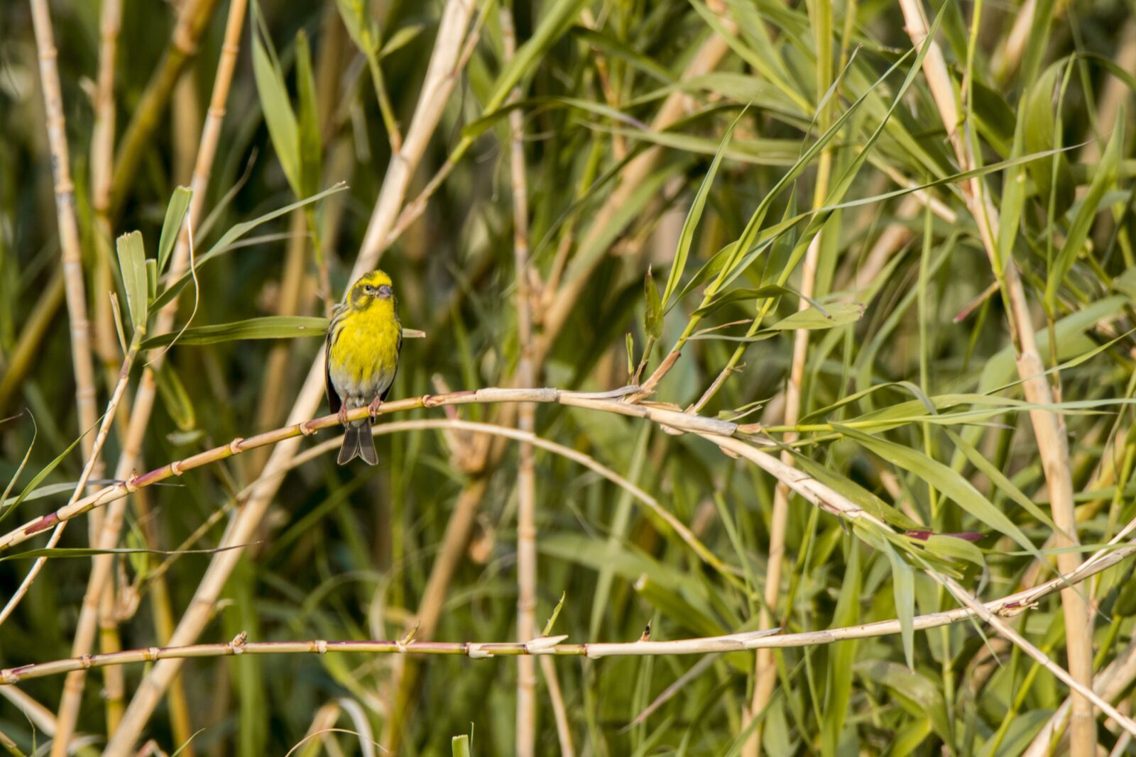 Nikon D5300 sample photo. Nature, open air, birds photography