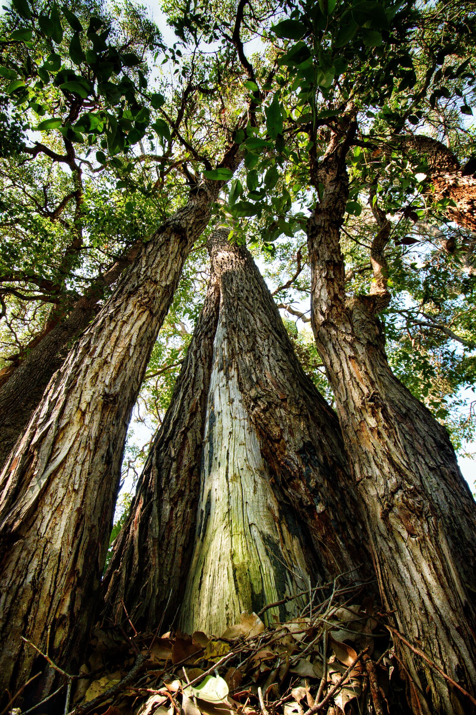Nikon D3300 sample photo. Tree, tall, leaves photography