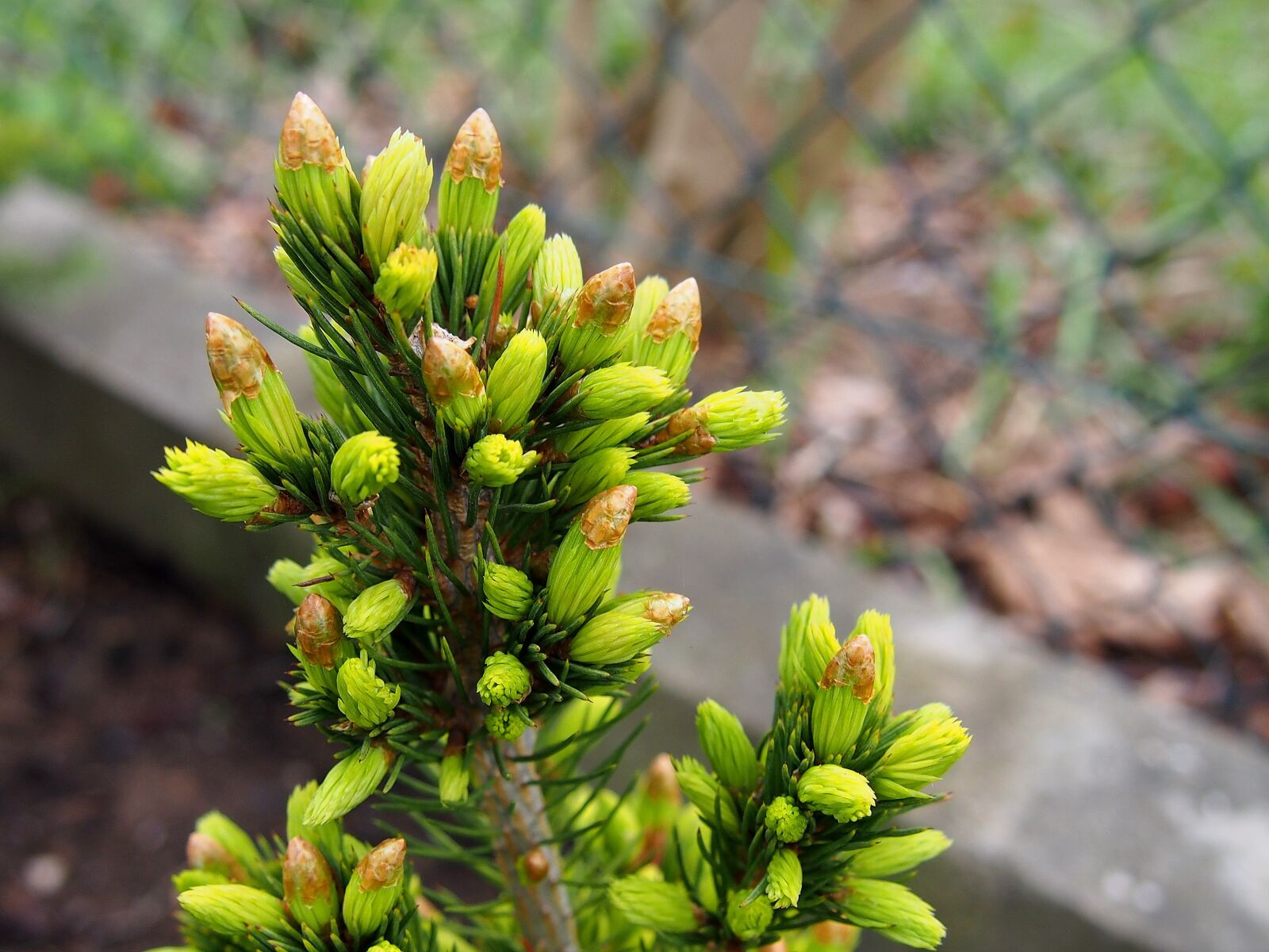 Olympus PEN E-PL6 sample photo. Spring, blooms, larch photography