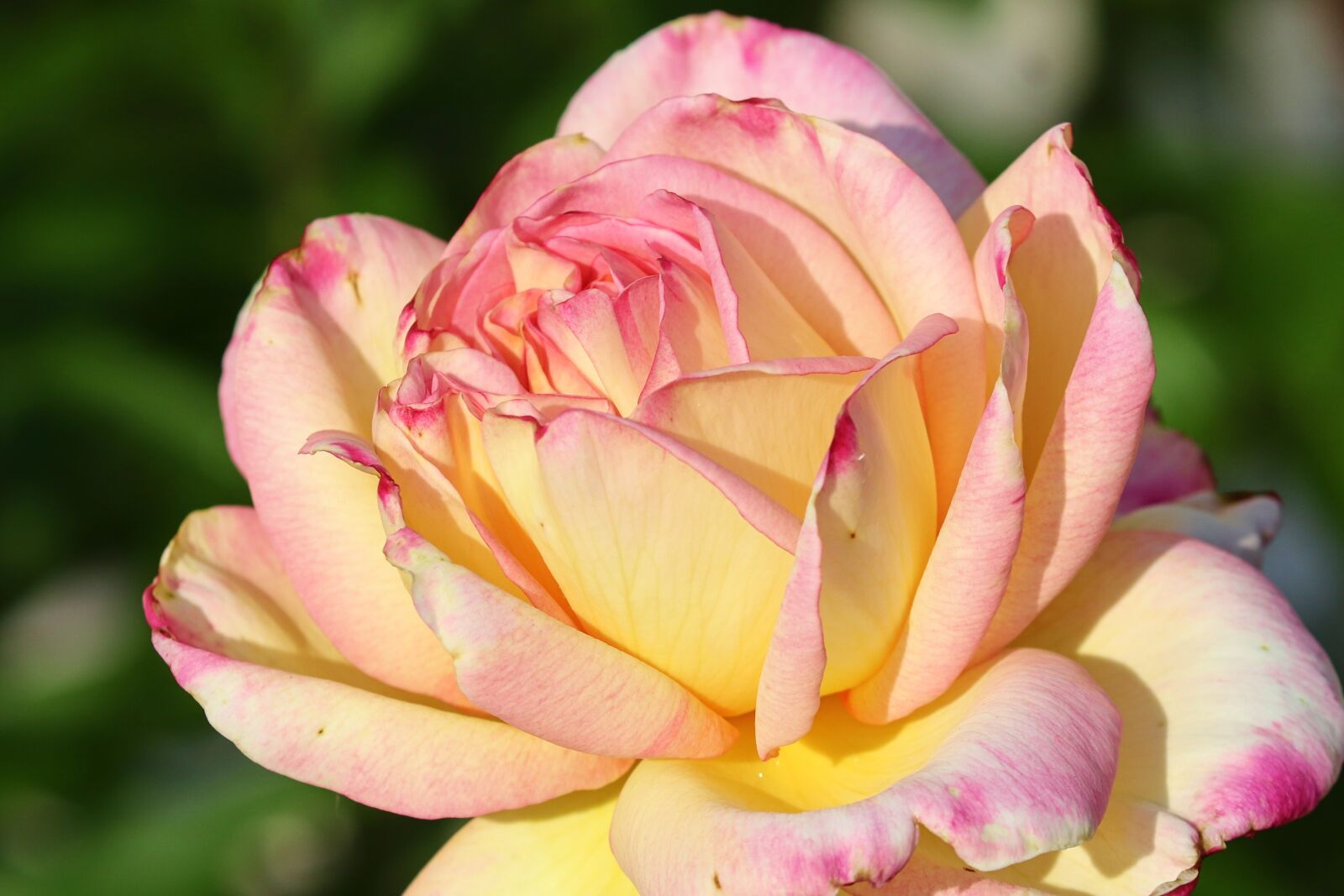 Canon EOS 200D (EOS Rebel SL2 / EOS Kiss X9) sample photo. Rose, pink, yellow photography