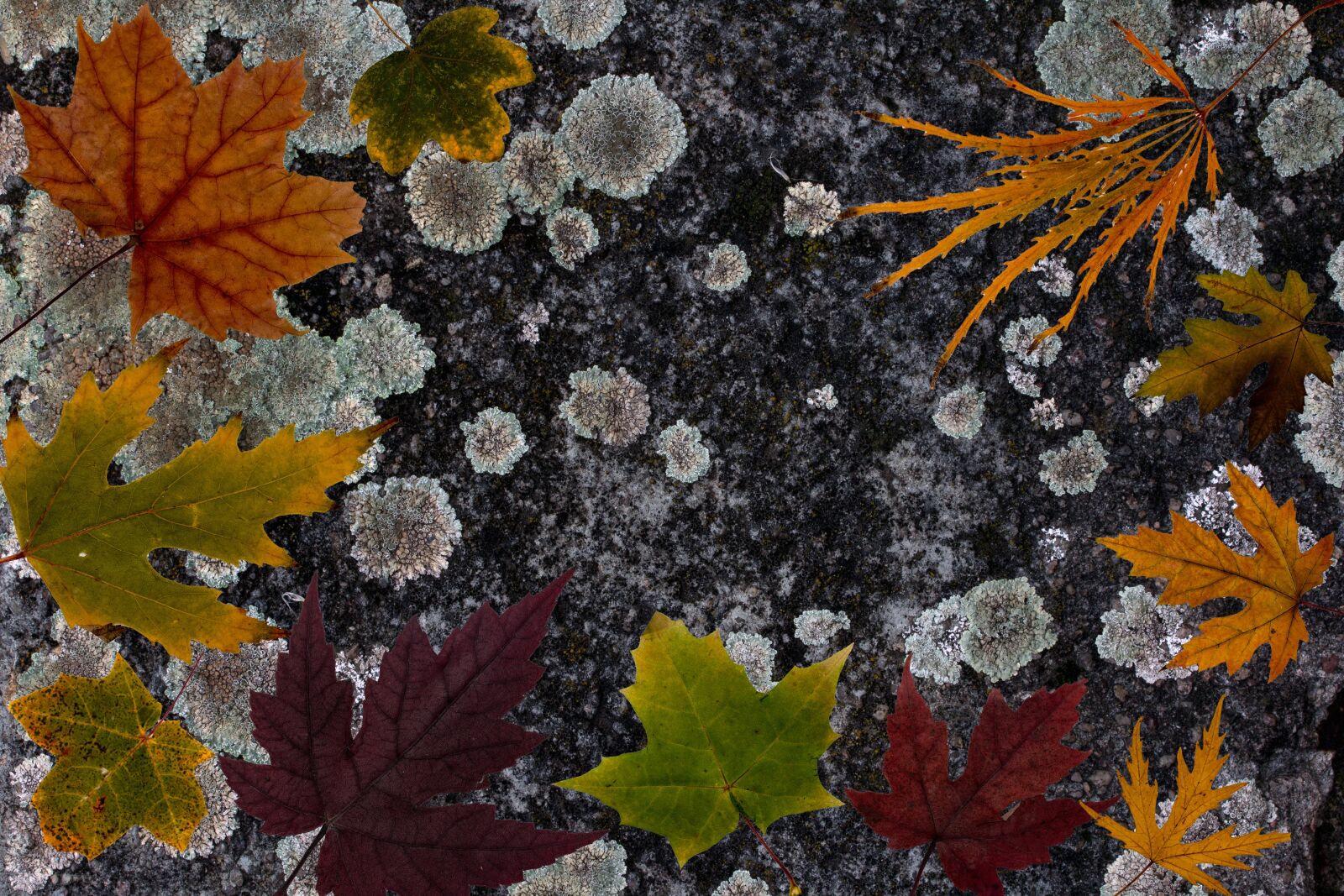 Canon EF-S 60mm F2.8 Macro USM sample photo. Leafes, tree leaves, colorful photography