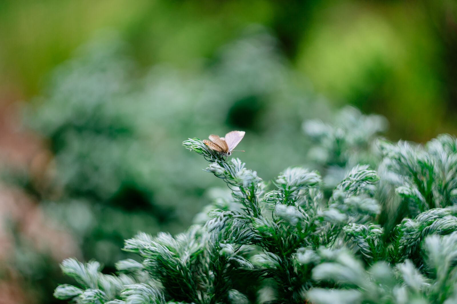 Fujifilm X-T1 sample photo. Brown, moth photography