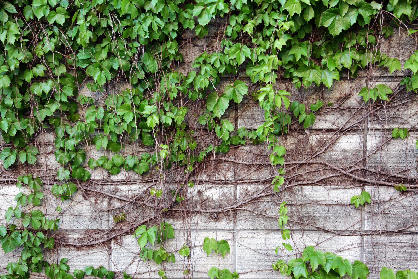 Canon EOS 5D Mark II sample photo. Wall, nature, vine photography