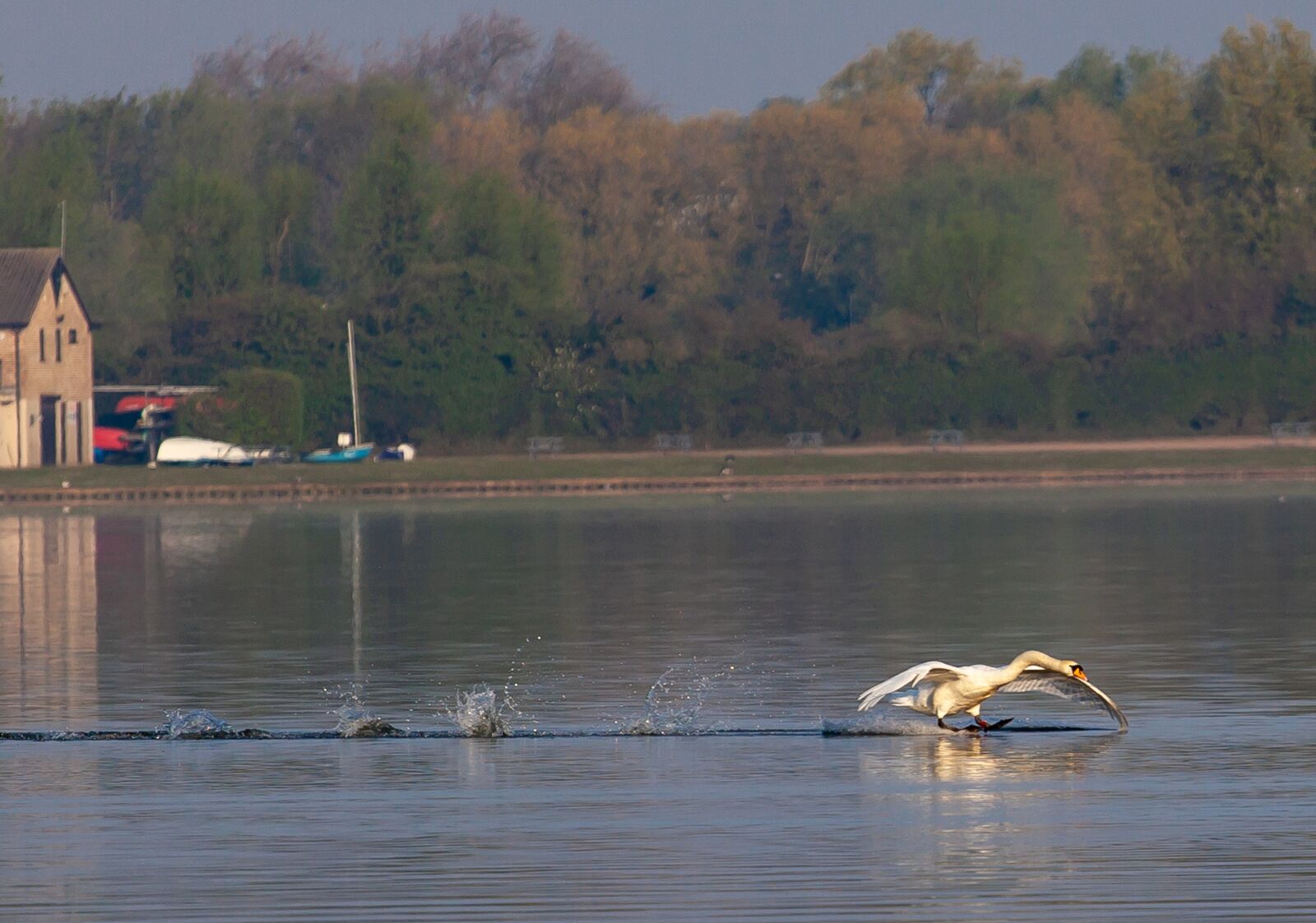 Canon EOS 5D Mark II + Canon EF 70-200mm F4L USM sample photo. Swan, landing, water photography