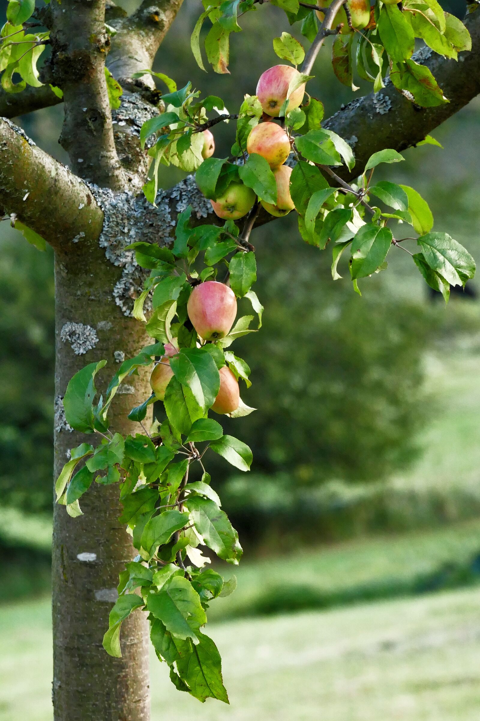 Panasonic Lumix DMC-FZ1000 sample photo. Apple tree, apple, nature photography