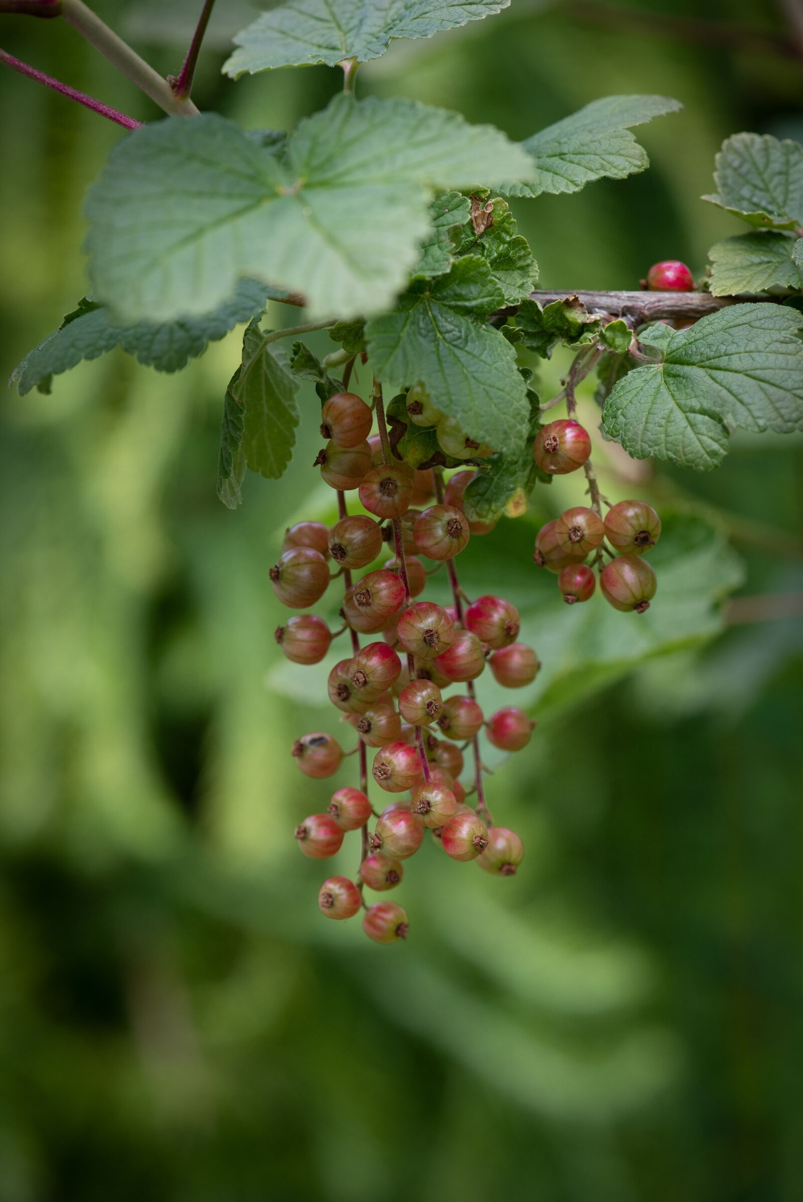 Nikon D750 sample photo. Red currants, unripe red photography
