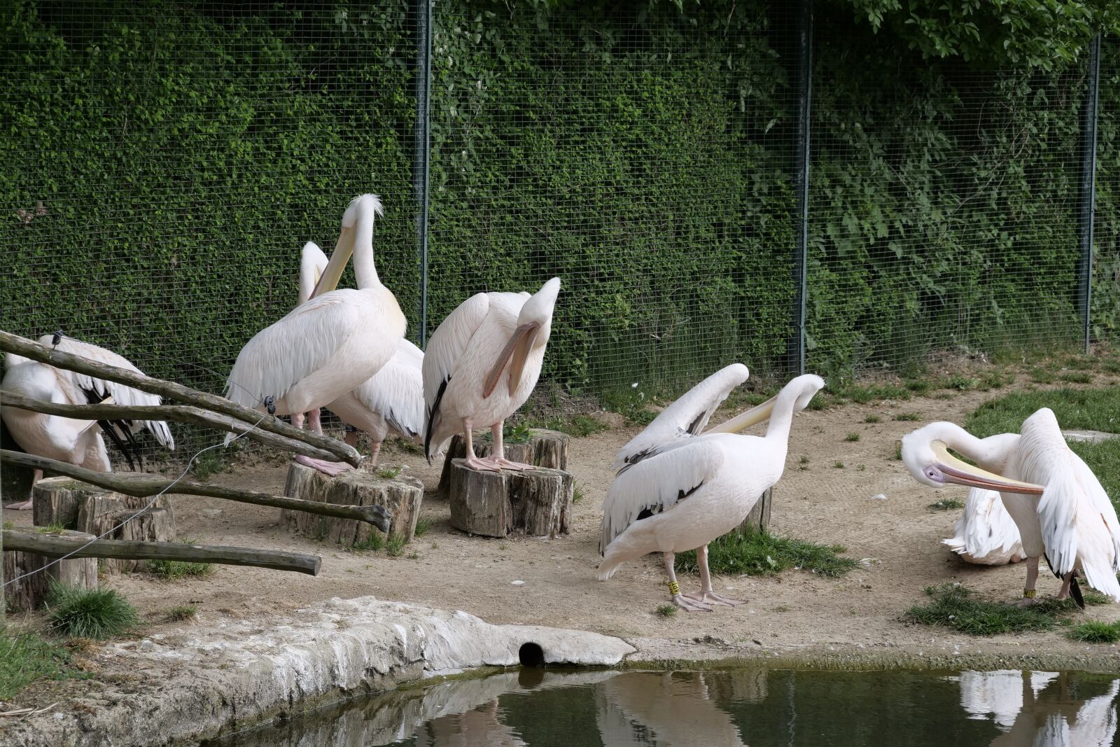 Panasonic Lumix DC-G9 sample photo. Pelikan, birds, waterfowl photography