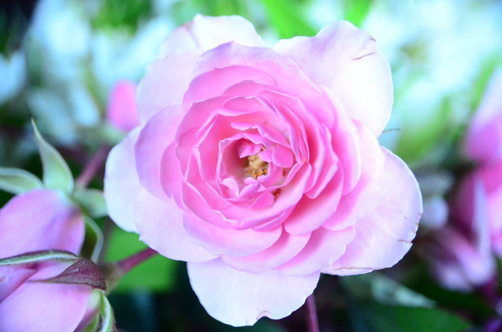 Nikon D5100 sample photo. Plant, nature, petal photography