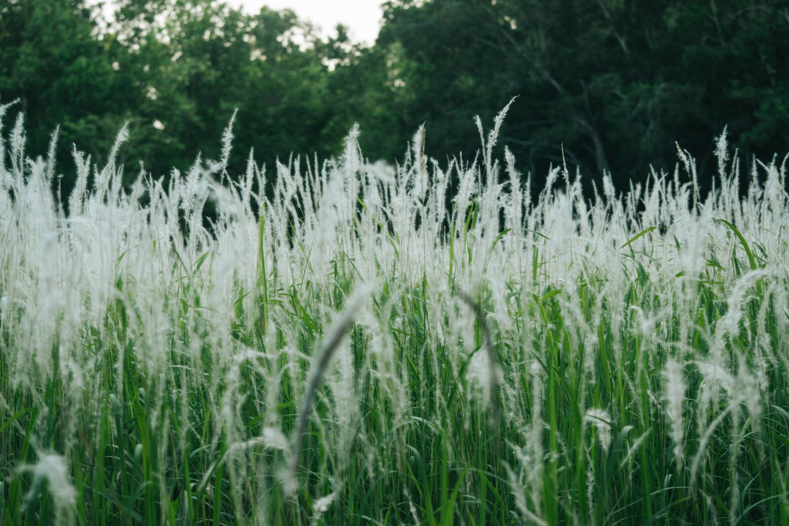 Nikon D5500 sample photo. Cornfield, field, flowers photography