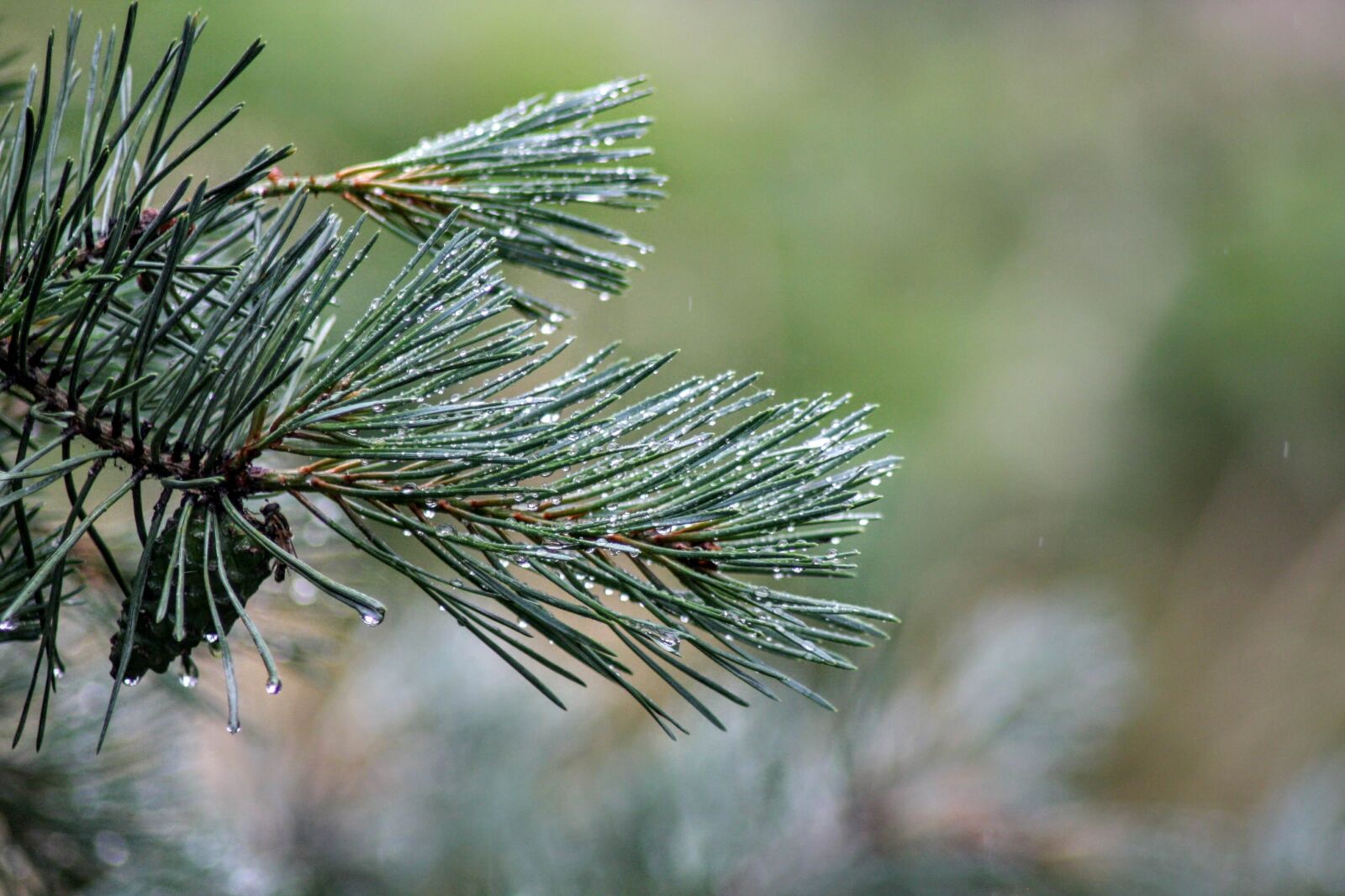 Canon EOS 40D sample photo. Dew, forest, moist photography